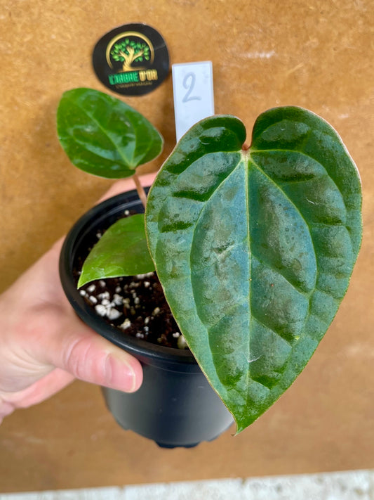 Anthurium Zara x Michelle x  Luxurians