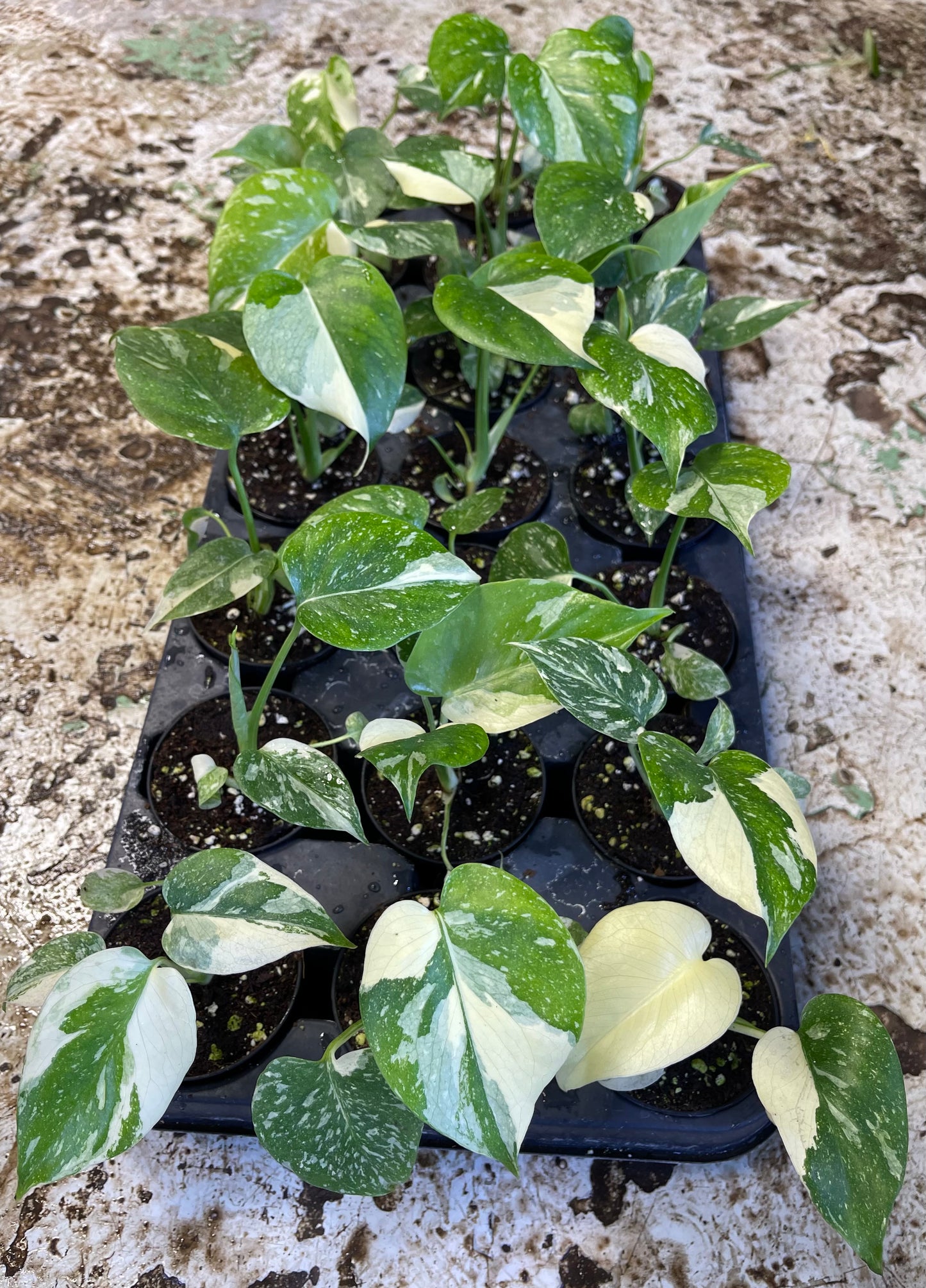 Monstera deliciosa thai constellation S