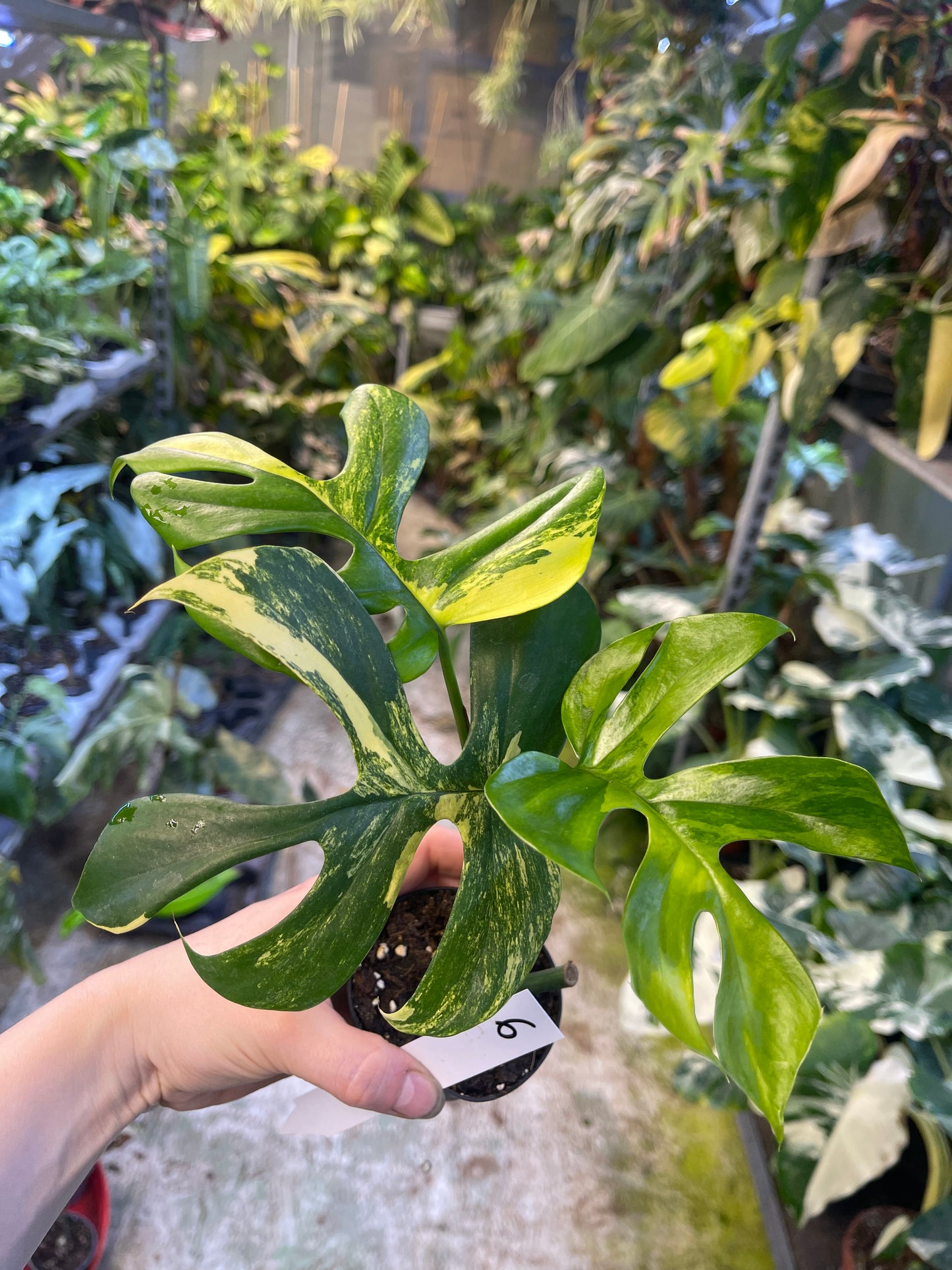 Monstera minima aurea yellow Marilyn / Rhaphidophora tetrasperma aurea yellow Marilyn