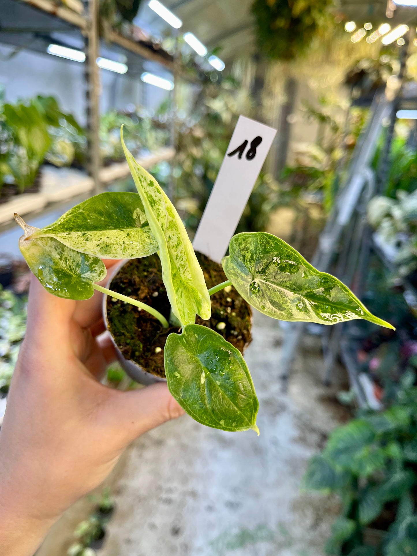 Alocasia dragon scale mint variegata NEW
