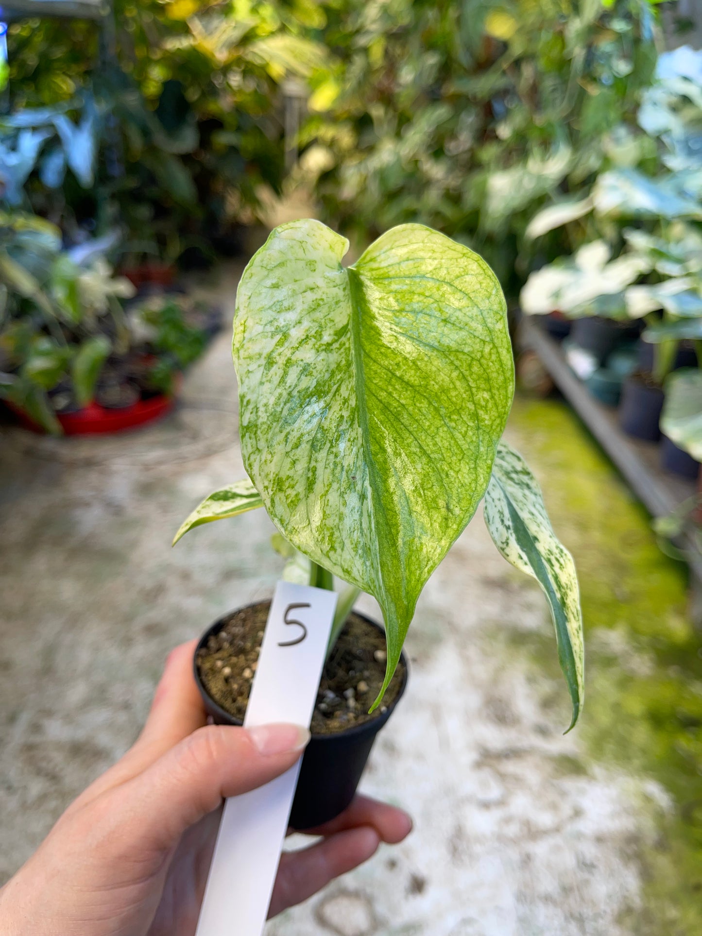 MONSTERA MINT WHITE MONSTER M NEW