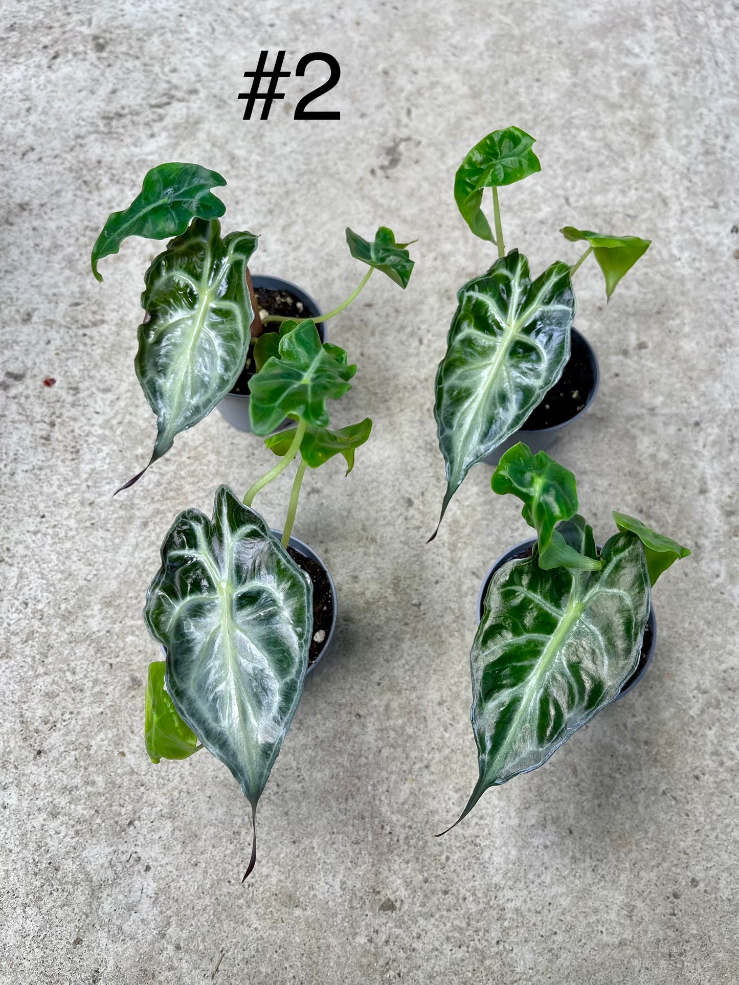 ALOCASIA VENOM S NEW