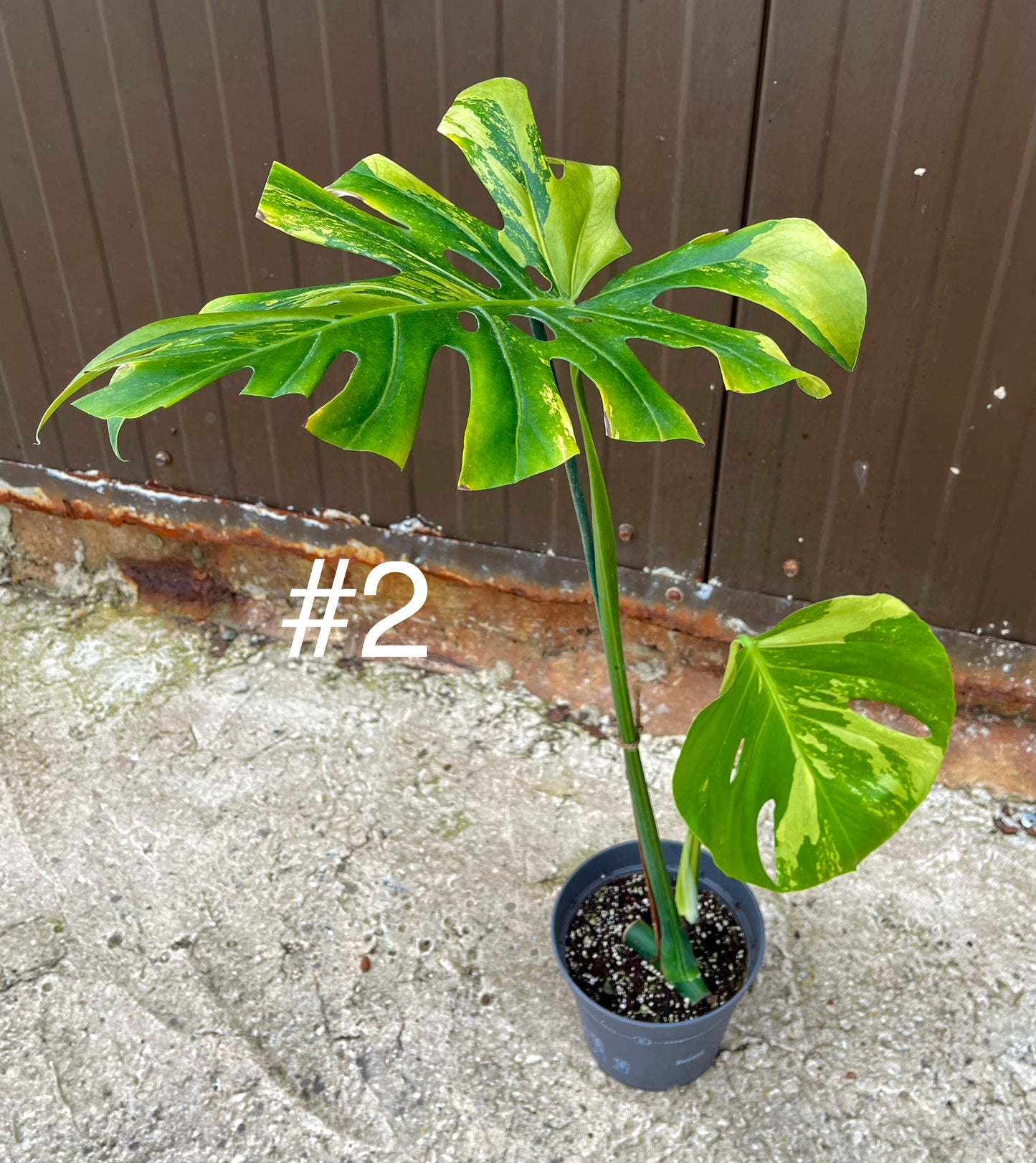 Monstera deliciosa yellow mint