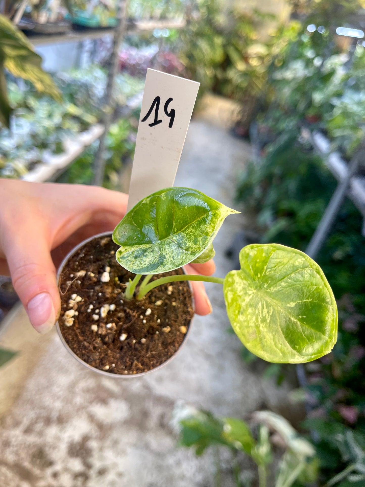 Alocasia dragon scale mint variegata NEW
