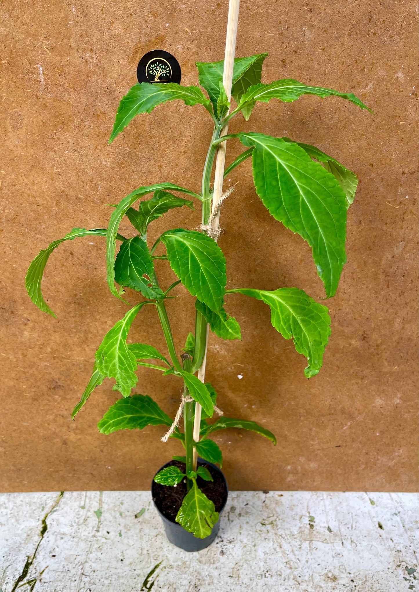 Salvia divinorum