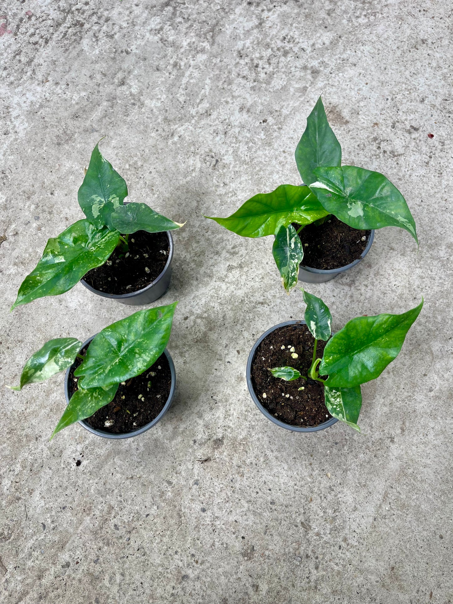 ALOCASIA SIMPO ALBO VARIEGATA S NEW