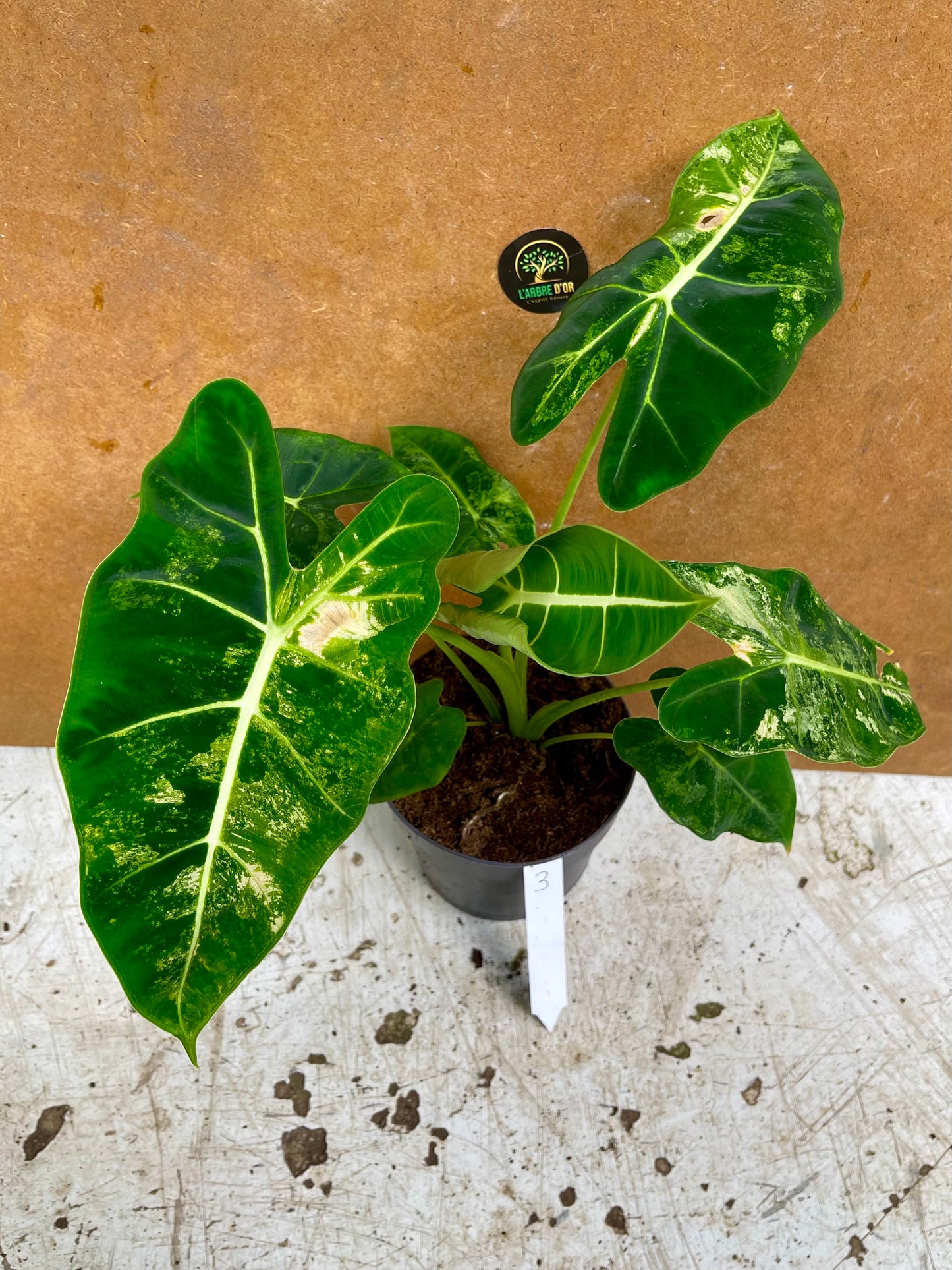 alocasia frydek variegata tricolor mutation