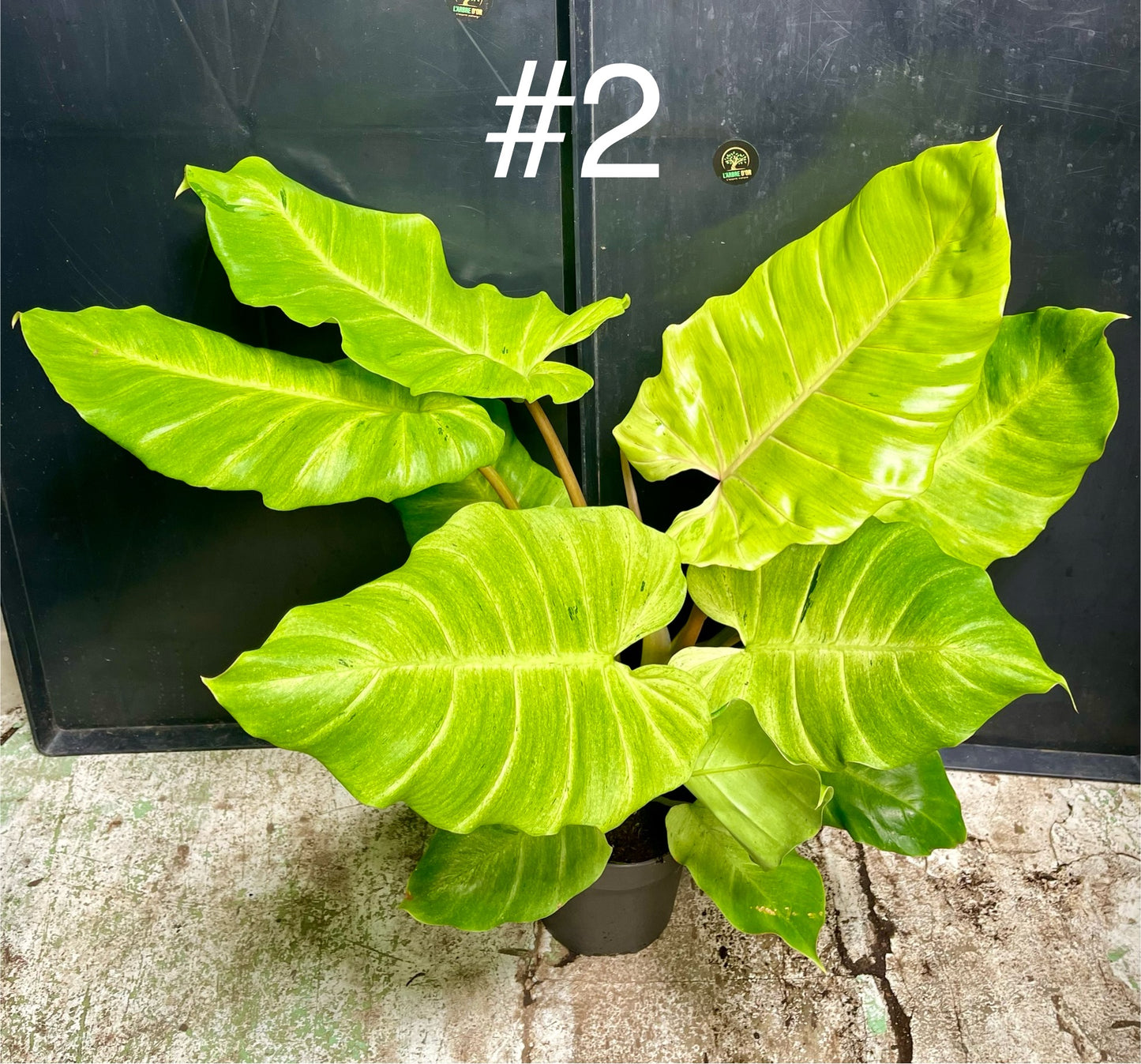 Philodendron snowdrift XL