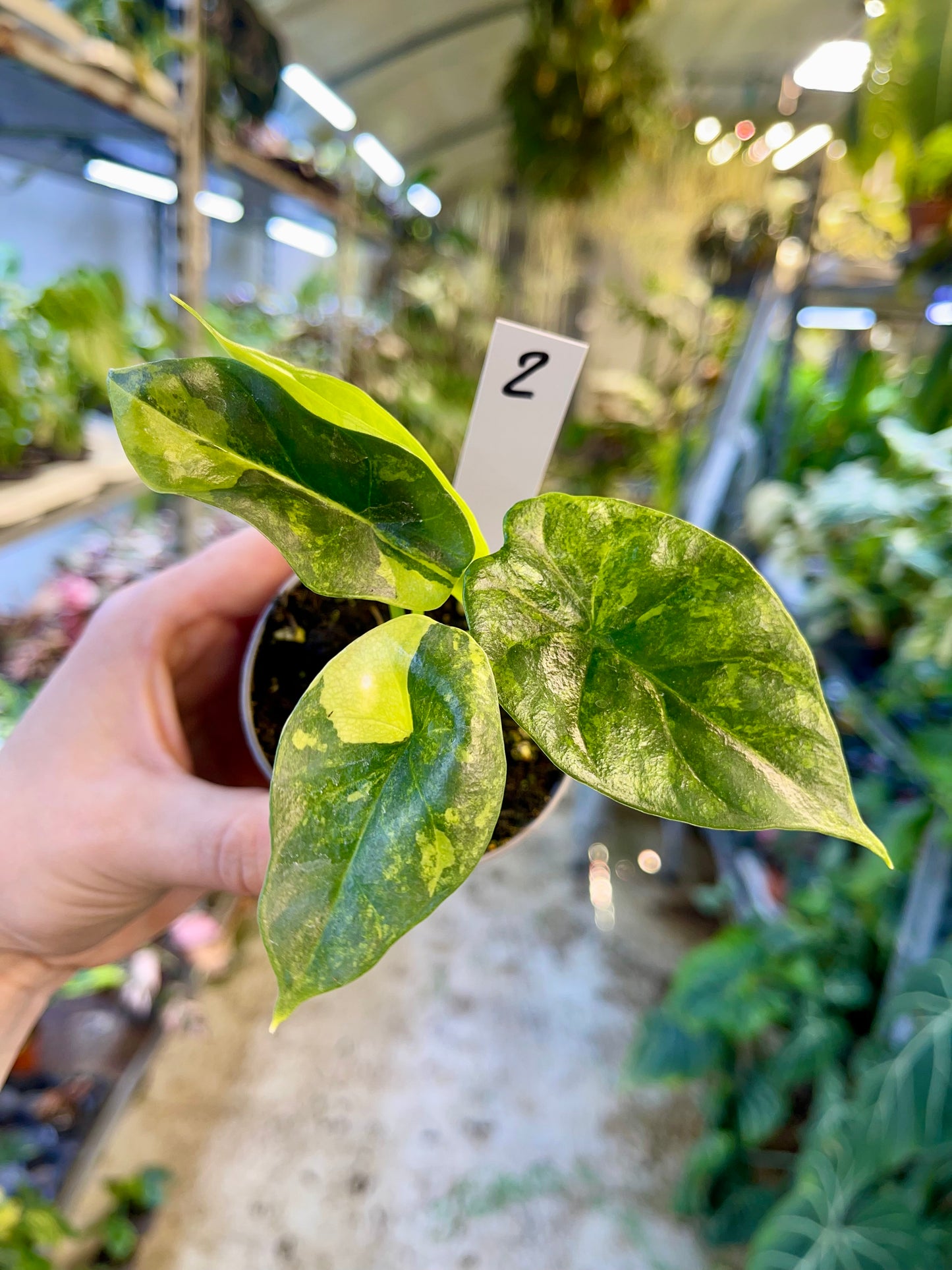 Alocasia sinuata variegata NEW