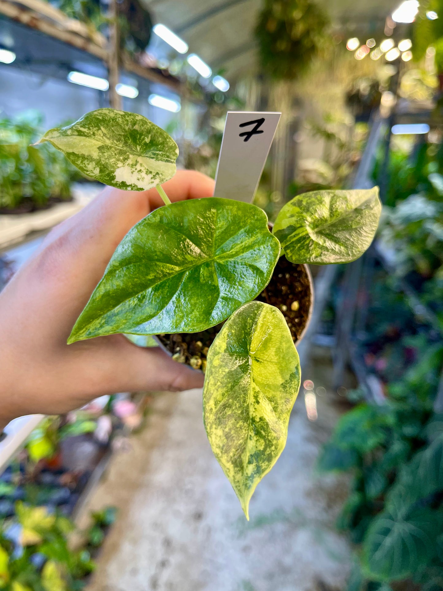 Alocasia sinuata variegata NEW