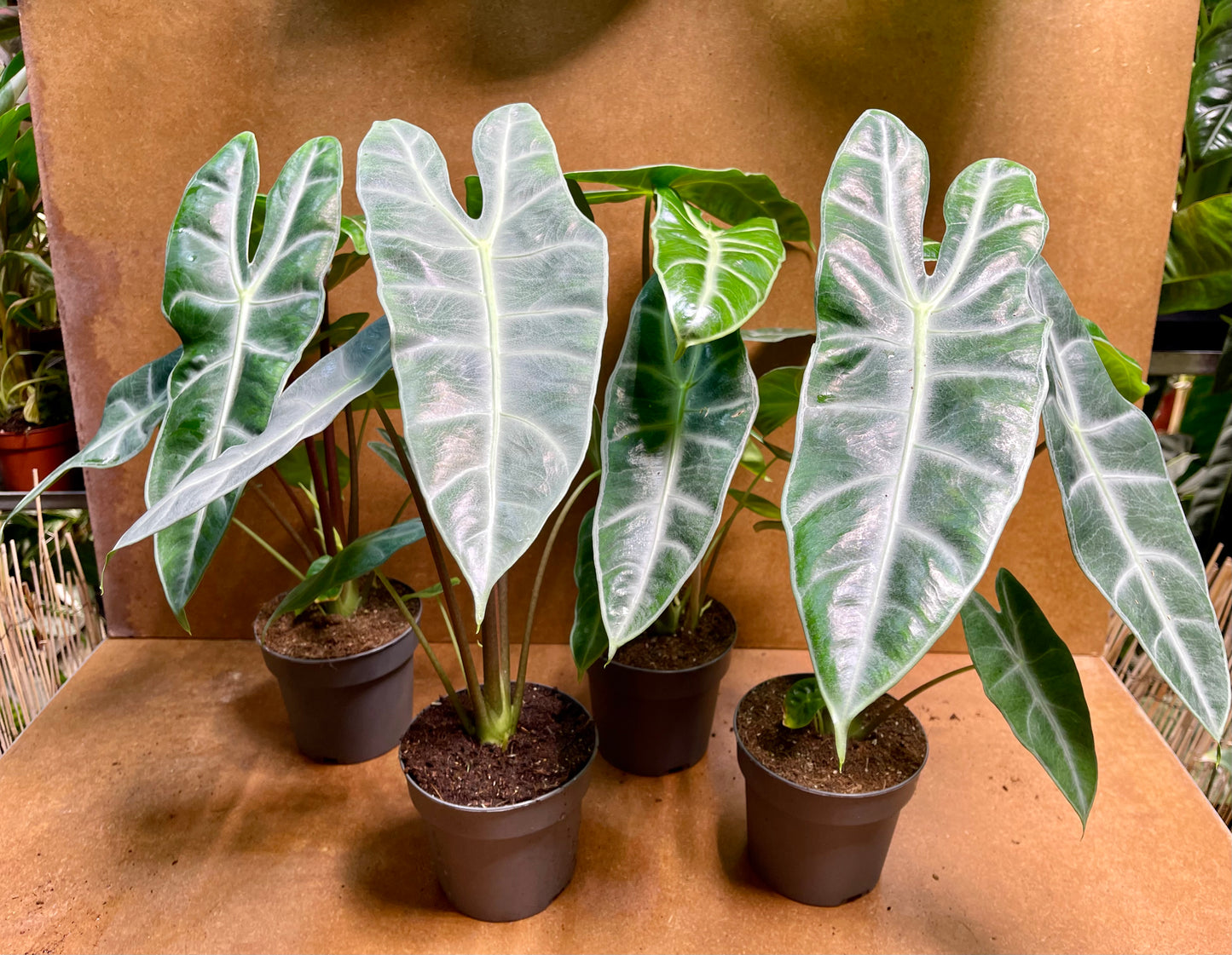Alocasia longiloba sp Golden