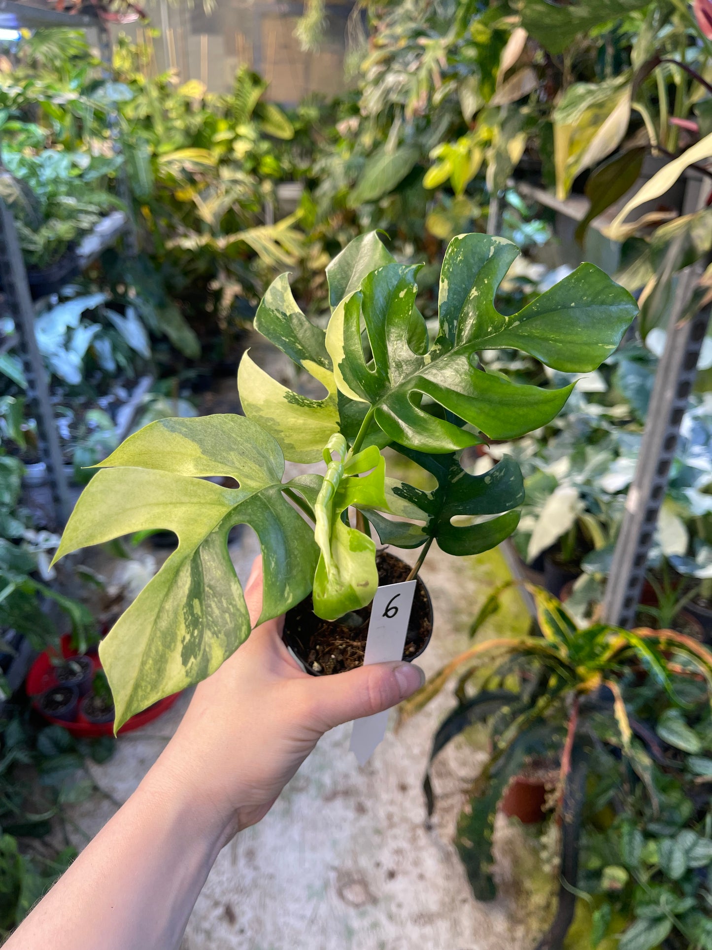 Monstera minima ALBO variegata / Rhaphidophora tetrasperma ALBO variegata