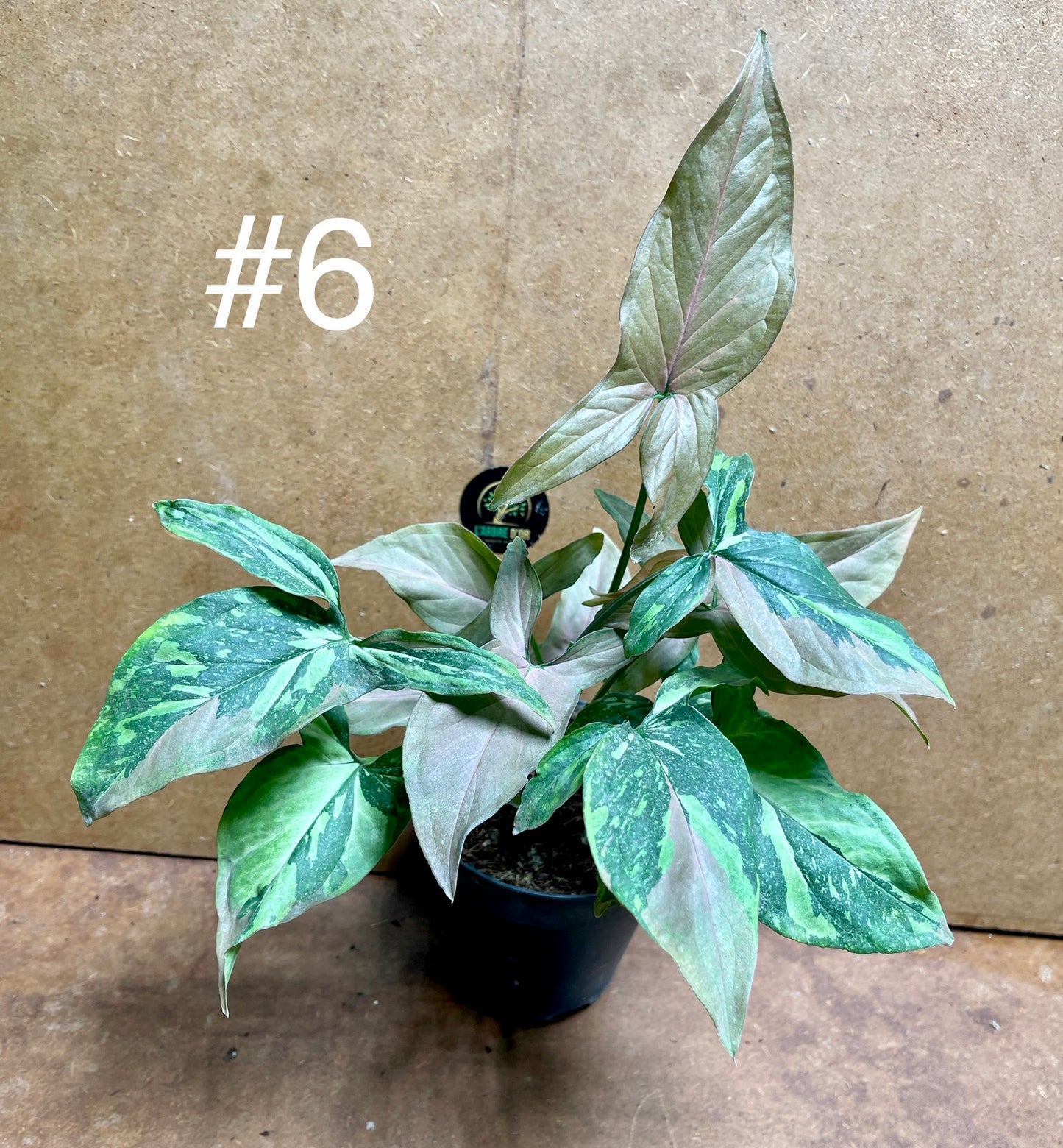 Syngonium red spot tricolor