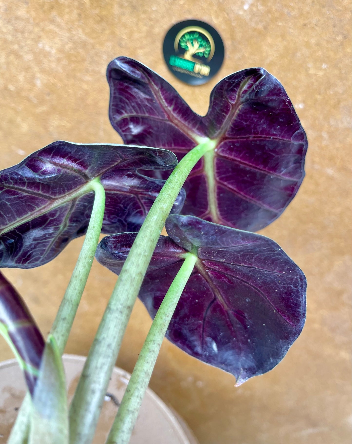 Alocasia balloon heart S