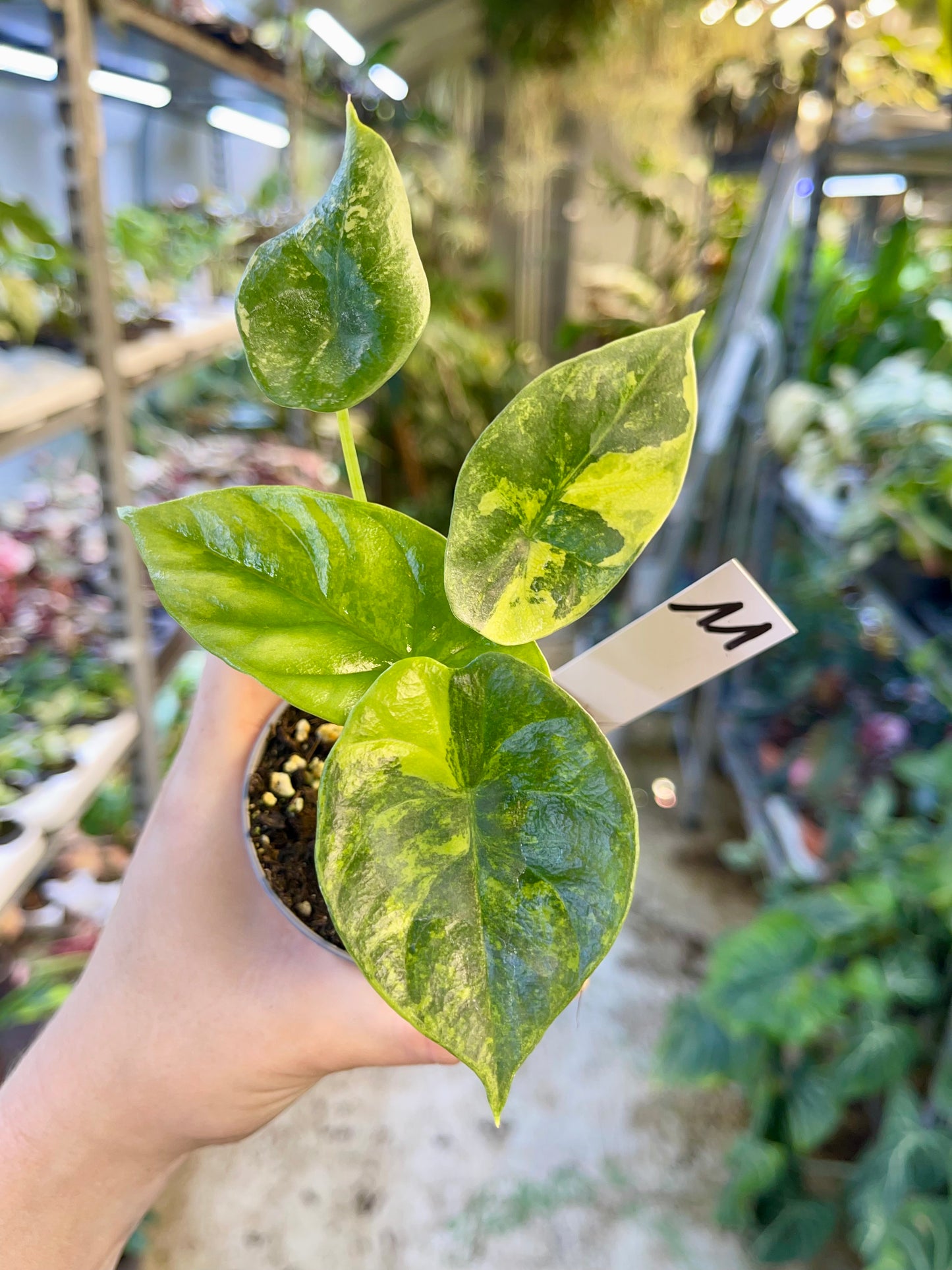 Alocasia sinuata variegata NEW