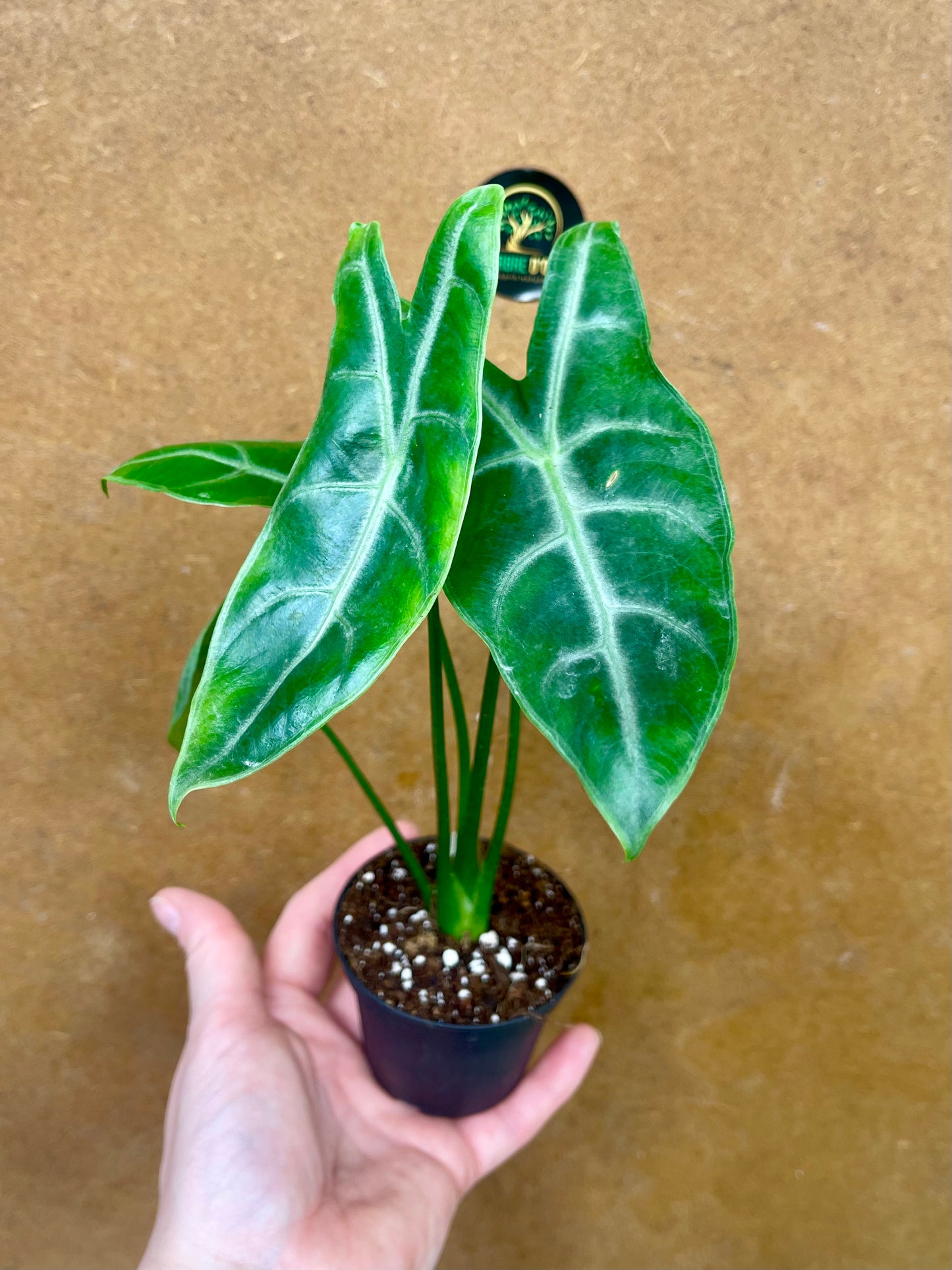Alocasia longiloba silver S