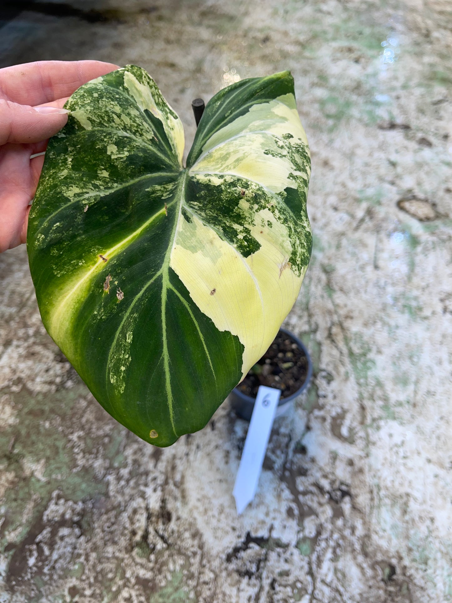 Philodendron gloriosum tricolor variegata