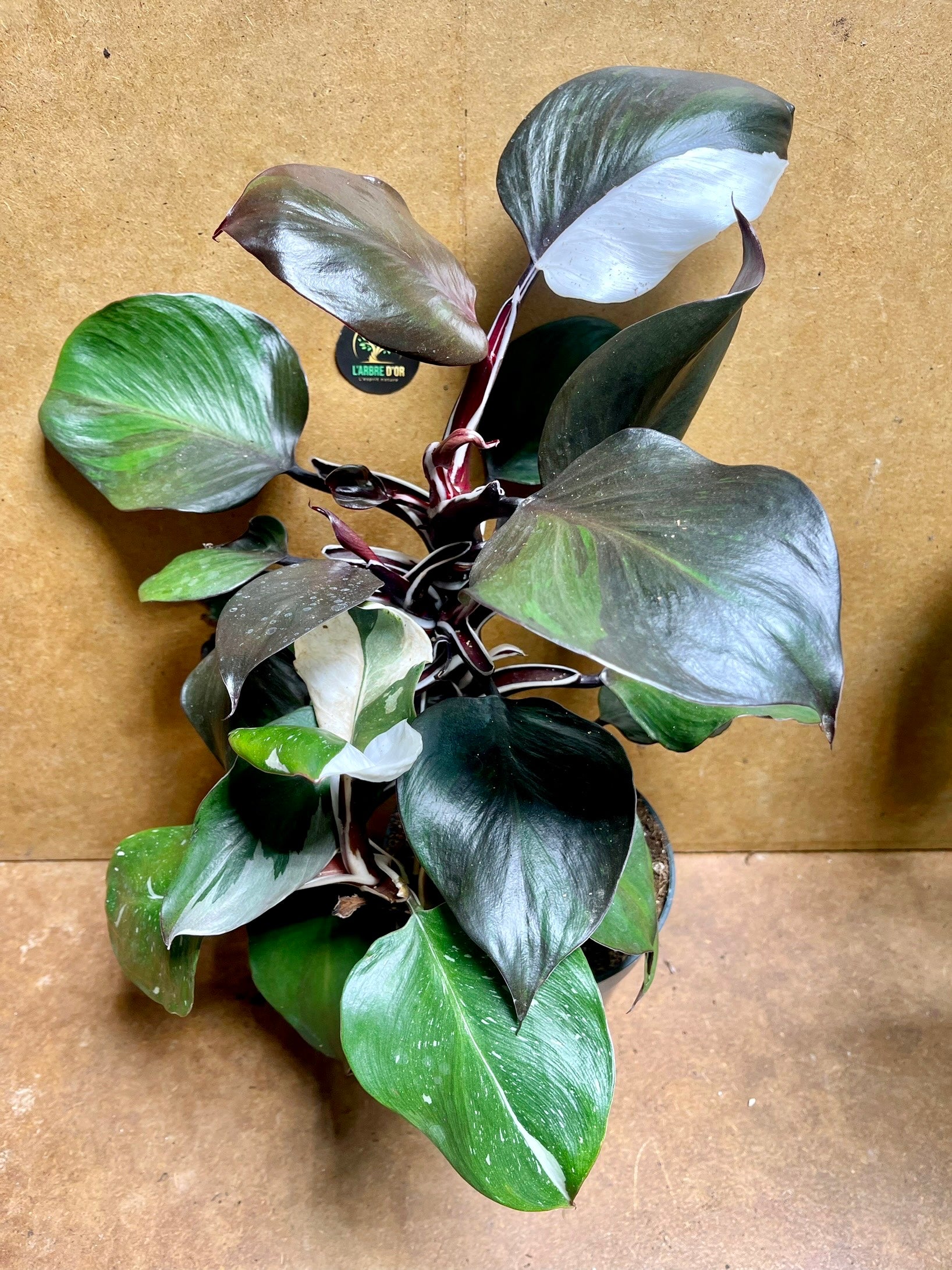 philodendron dark knight Philodendron white knight dark