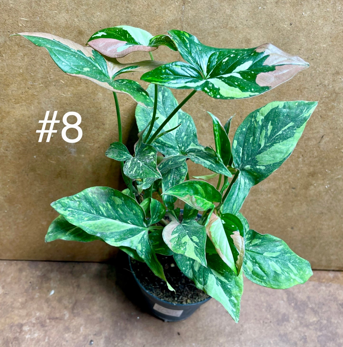 Syngonium red spot tricolor