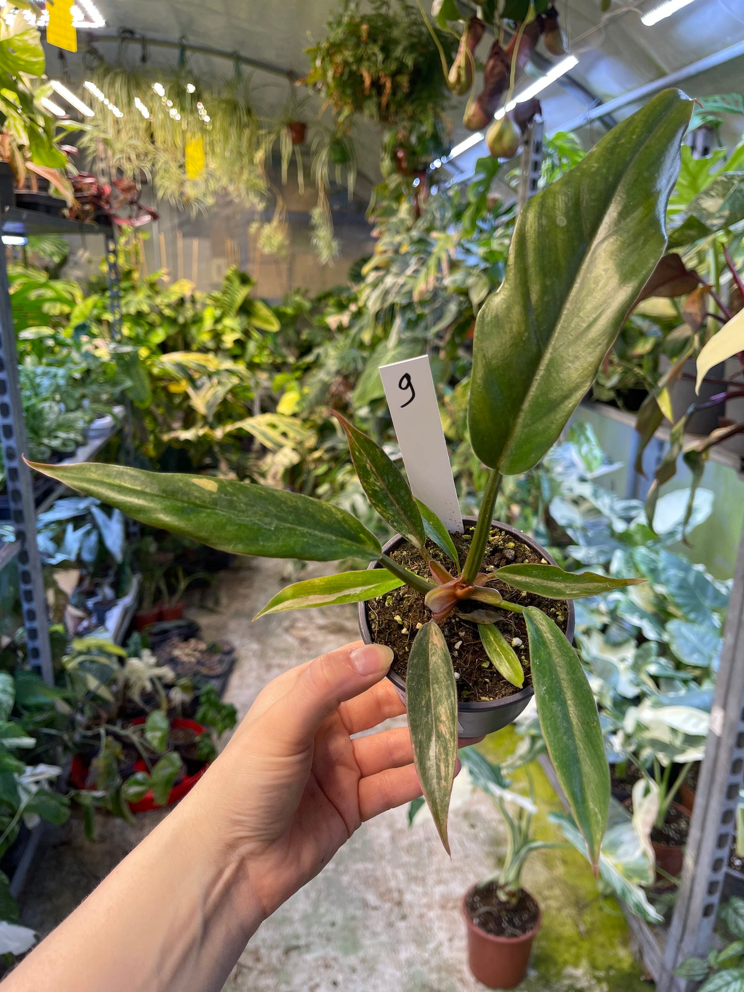 Philodendron caramel marble légère var M