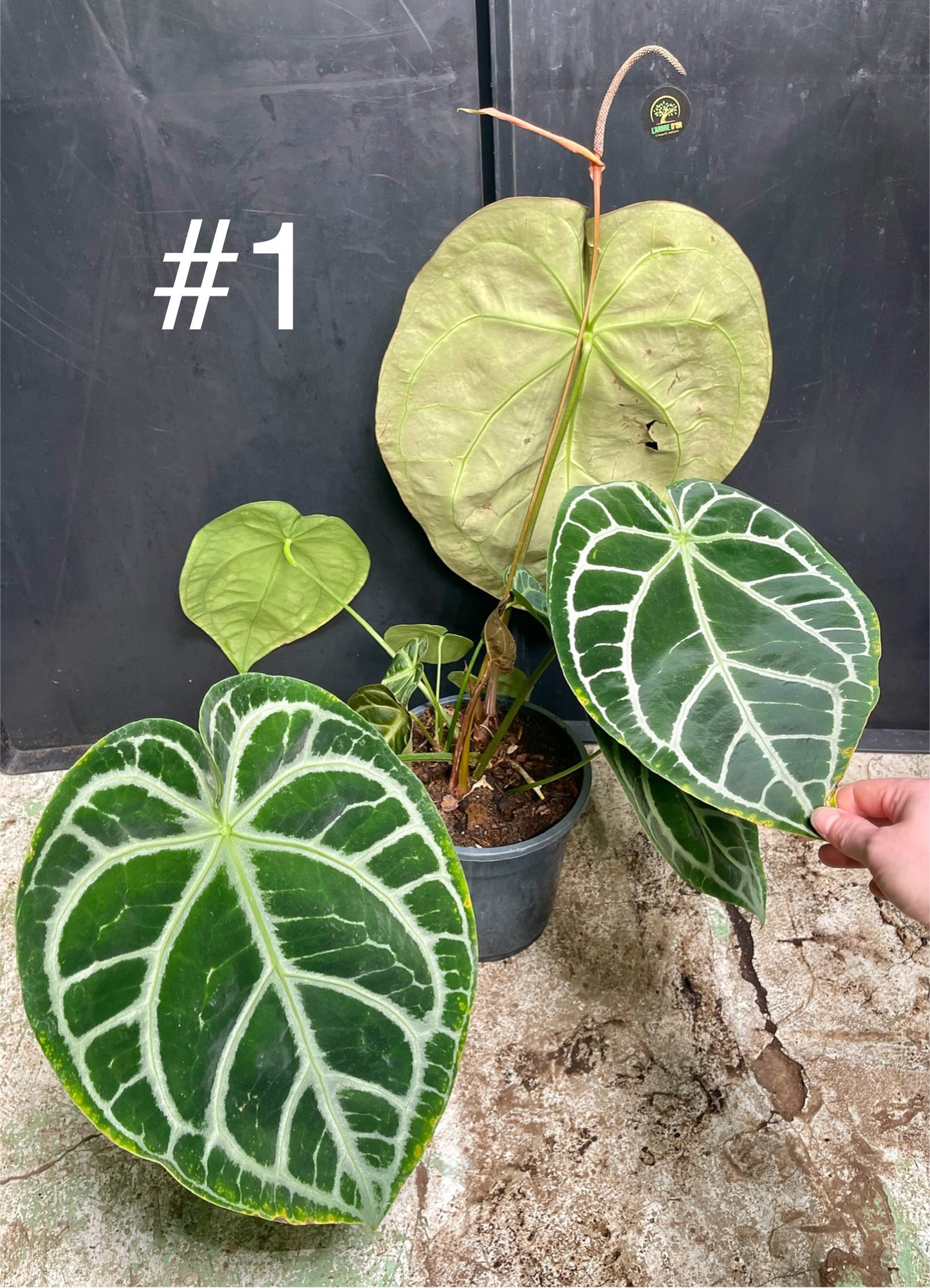 Anthurium crystallinum XL