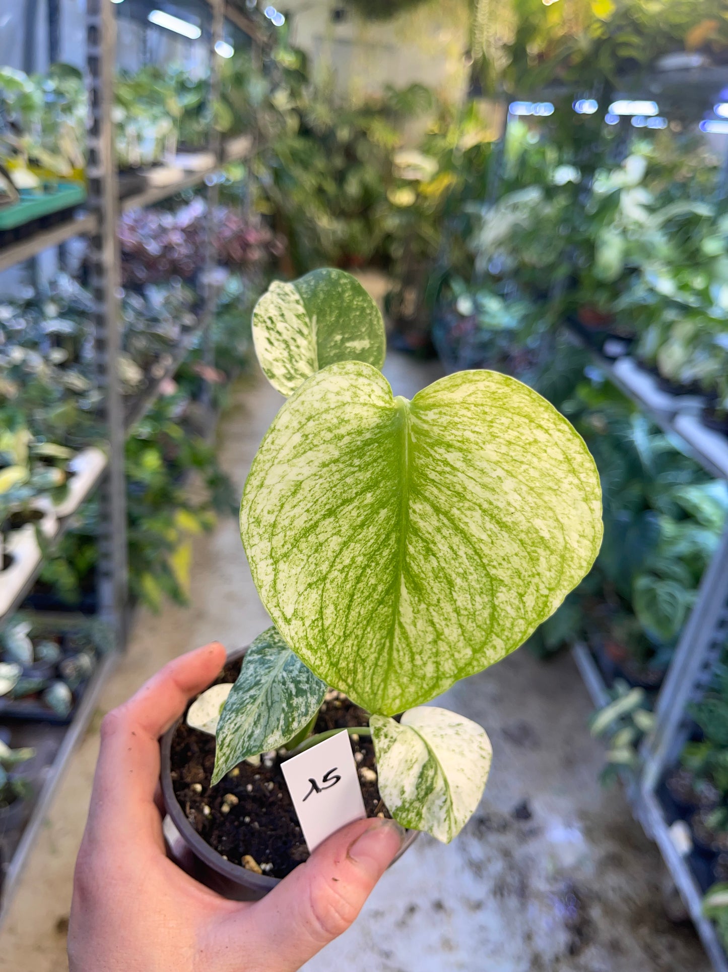 MONSTERA WHITE MONSTER M NEW