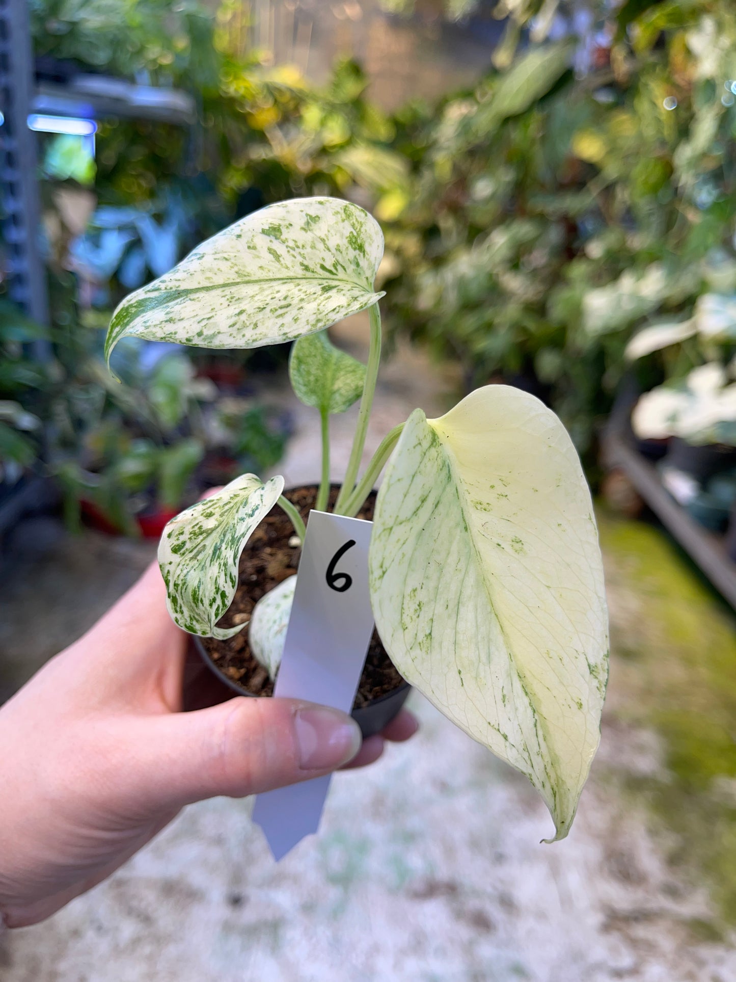 MONSTERA MINT WHITE MONSTER S NEW