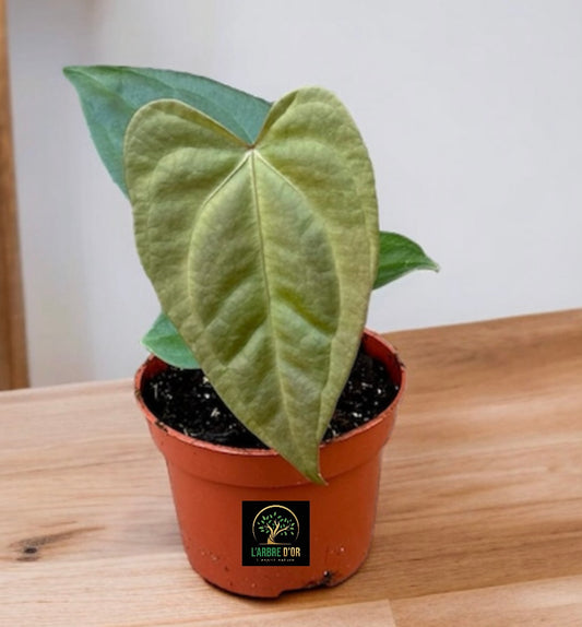 Anthurium Nigrolaminum x Forgetii