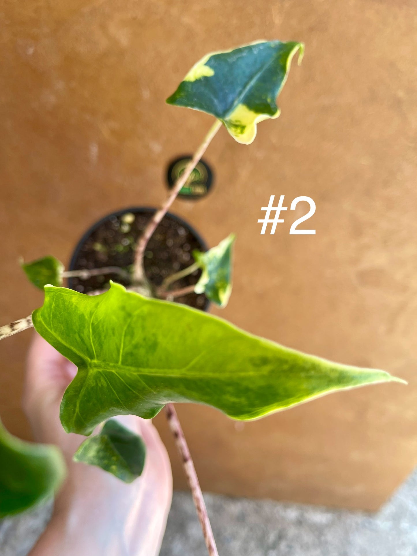Alocasia siberian Tiger variegata