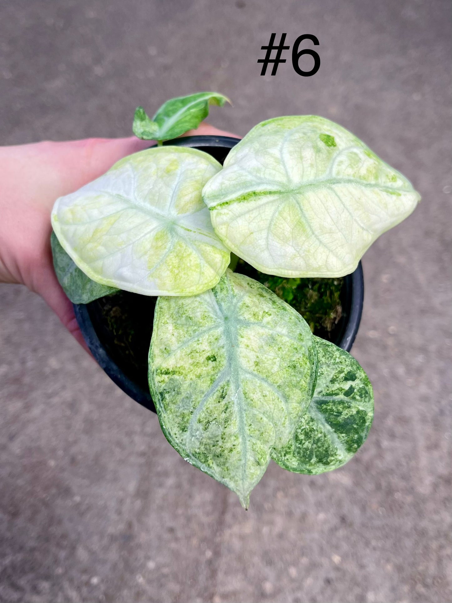 ALOCASIA NINJA VARIEGATA TRICOLOR NEW