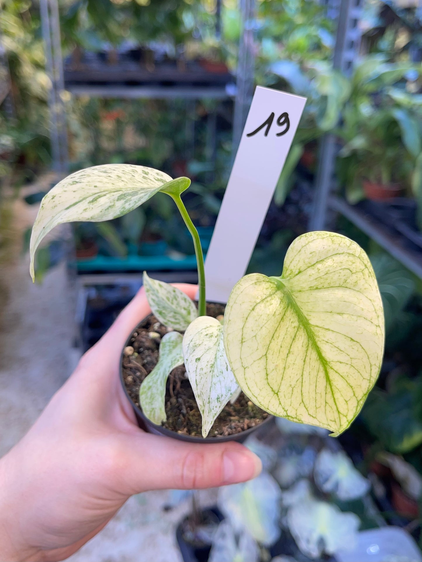 MONSTERA MINT WHITE MONSTER S NEW