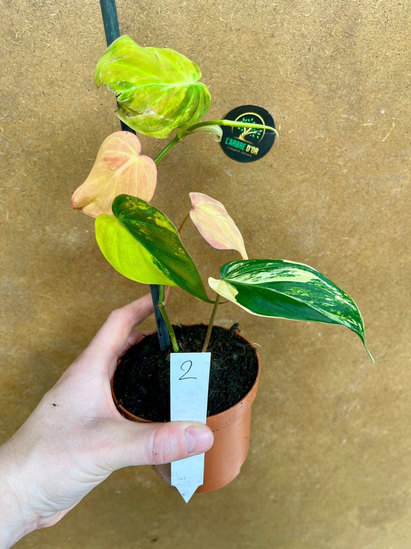 Philodendron micans variegata
