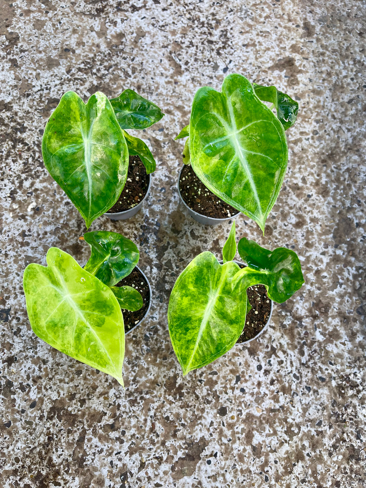 Alocasia longiloba aurea