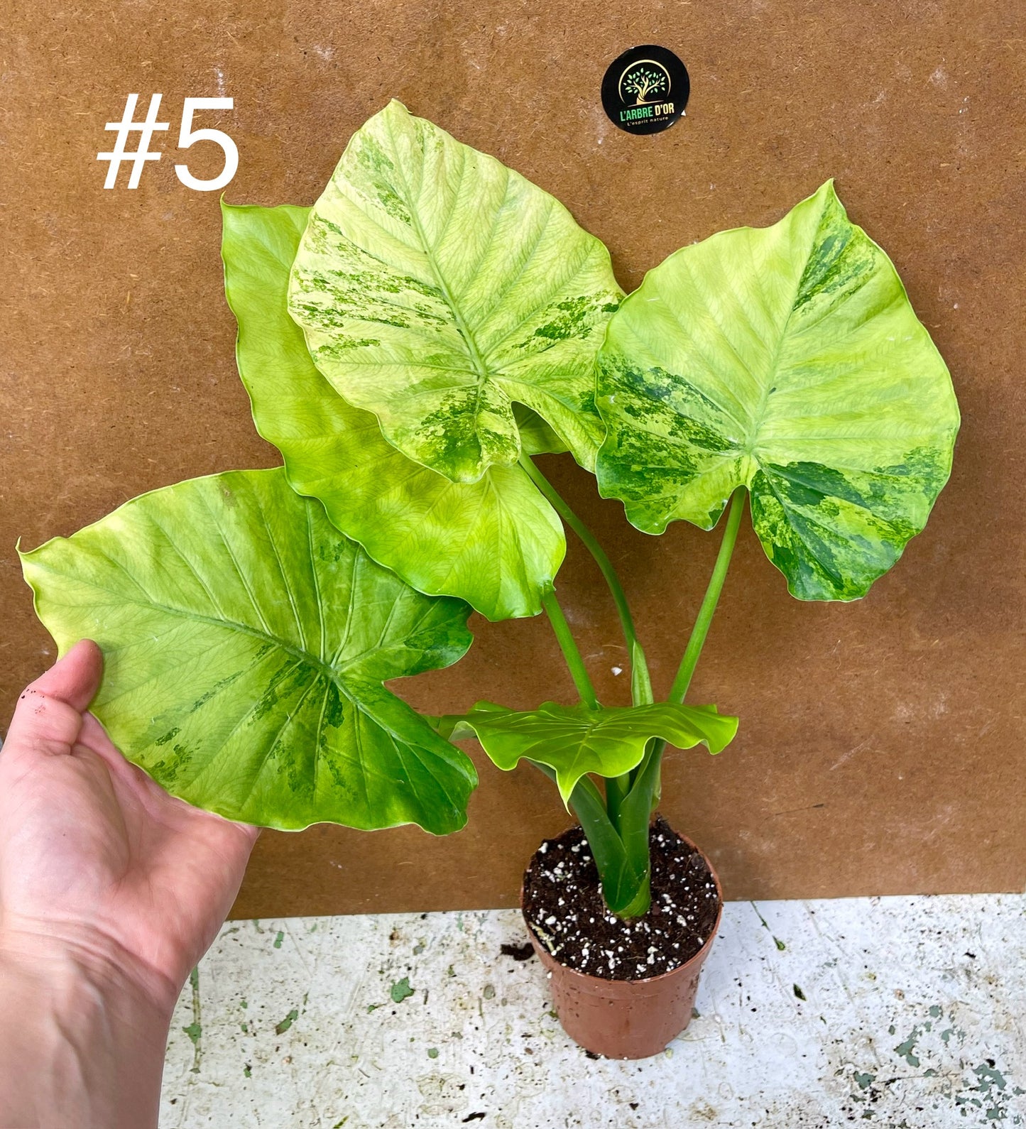 Alocasia gageana variegata tricolor