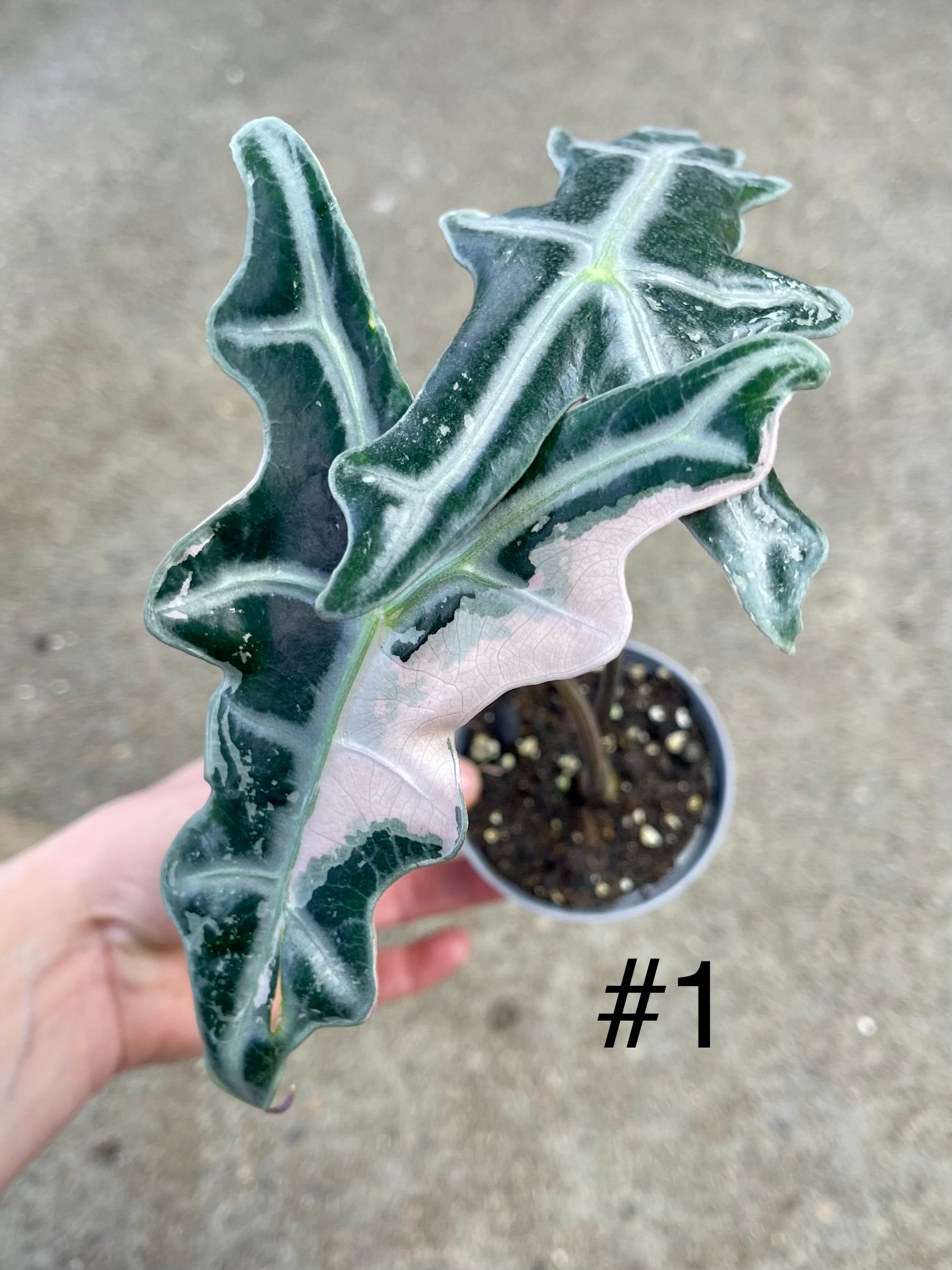 Alocasia sanderiana nobilis pink variegata NEW – L'arbre D'or 67