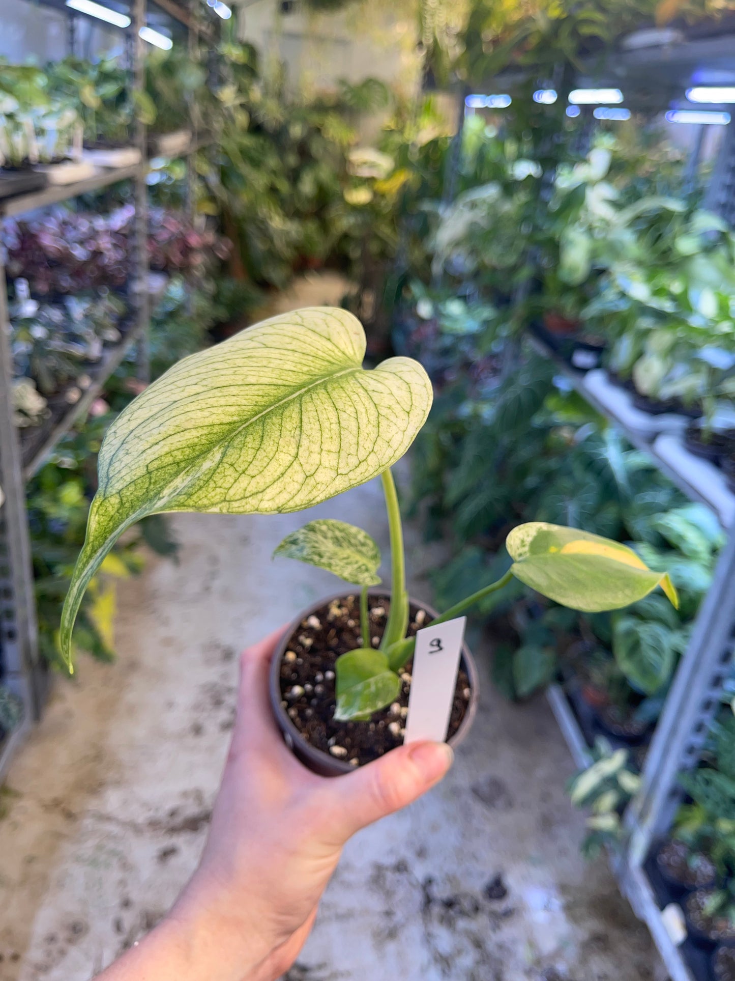 MONSTERA WHITE MONSTER M NEW