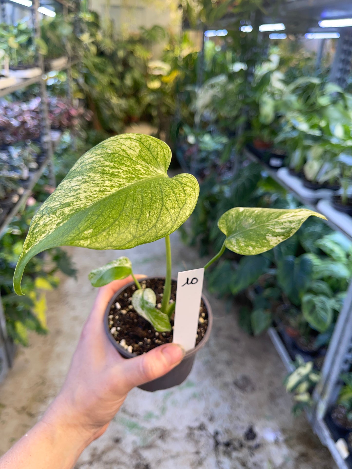 MONSTERA WHITE MONSTER M NEW