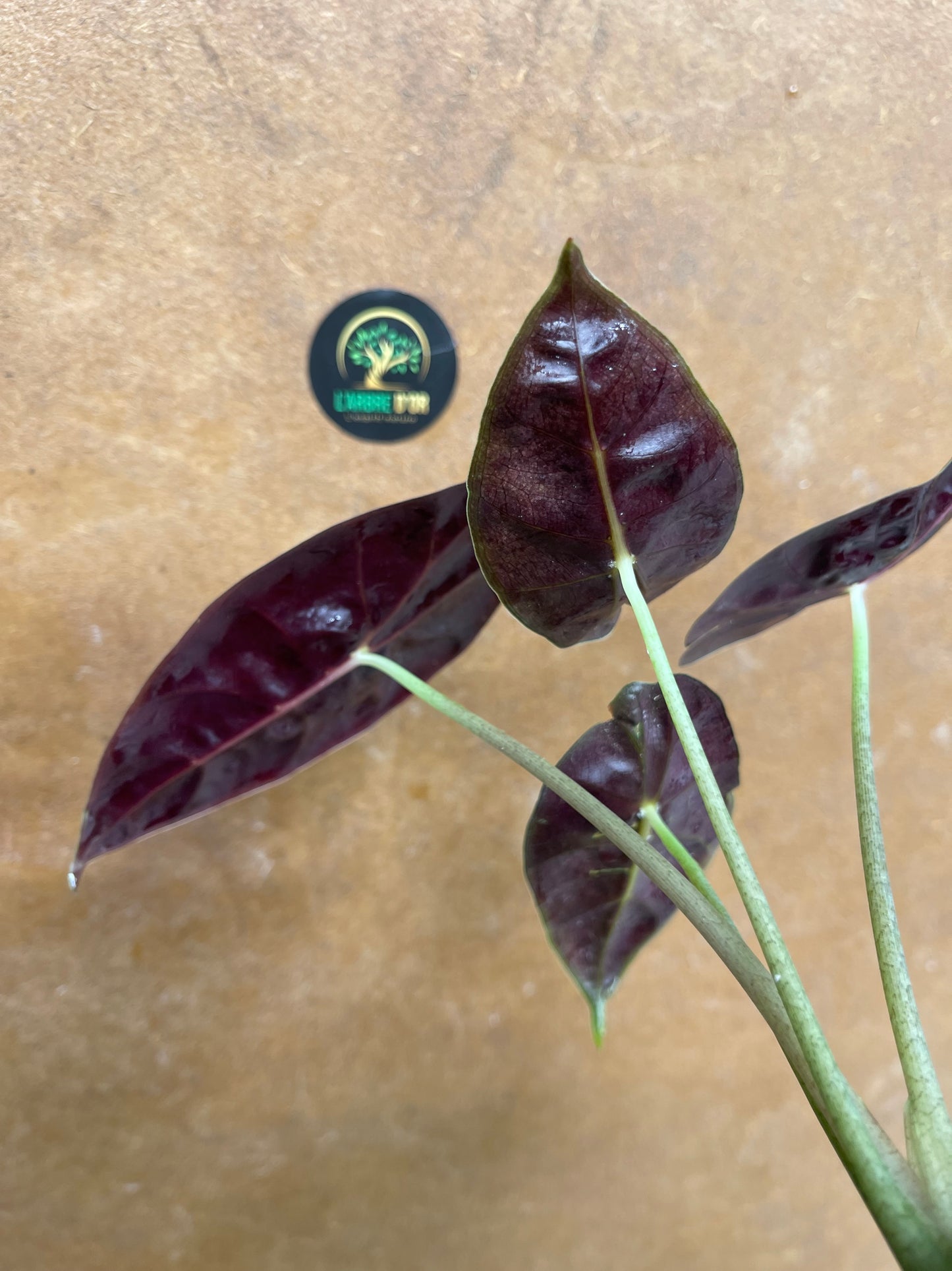 Alocasia purple prince S