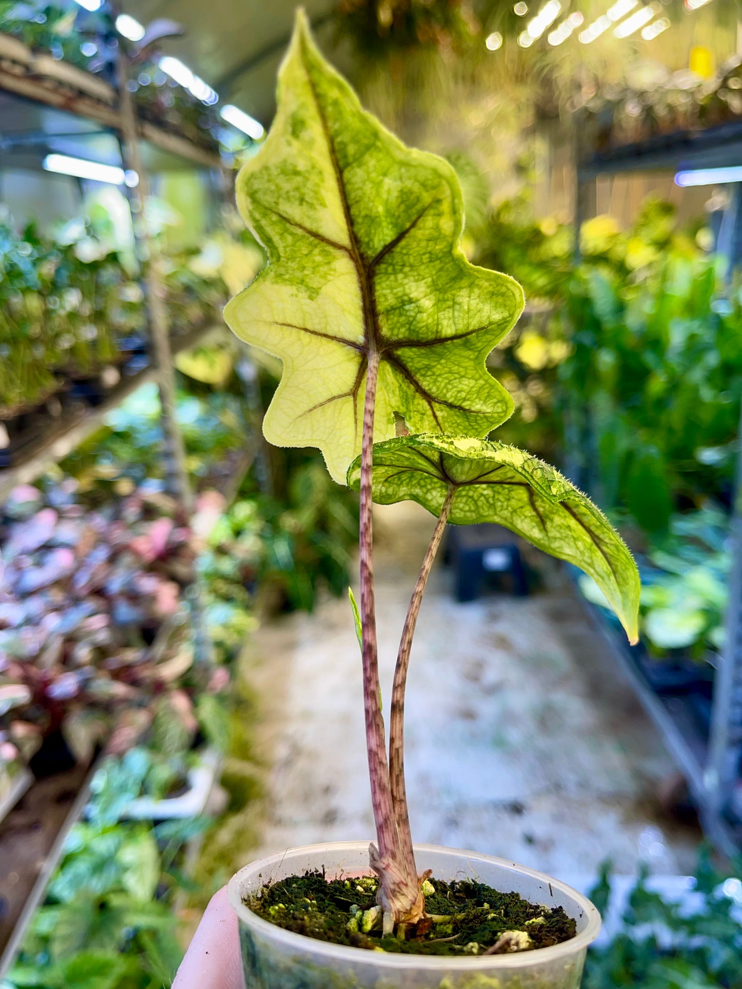 Alocasia jacklyn variegata