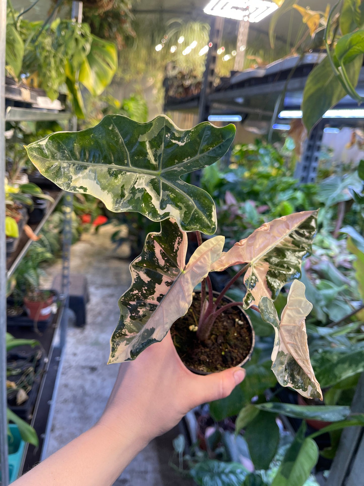 Alocasia pseudo sanderiana pink variegata NEW