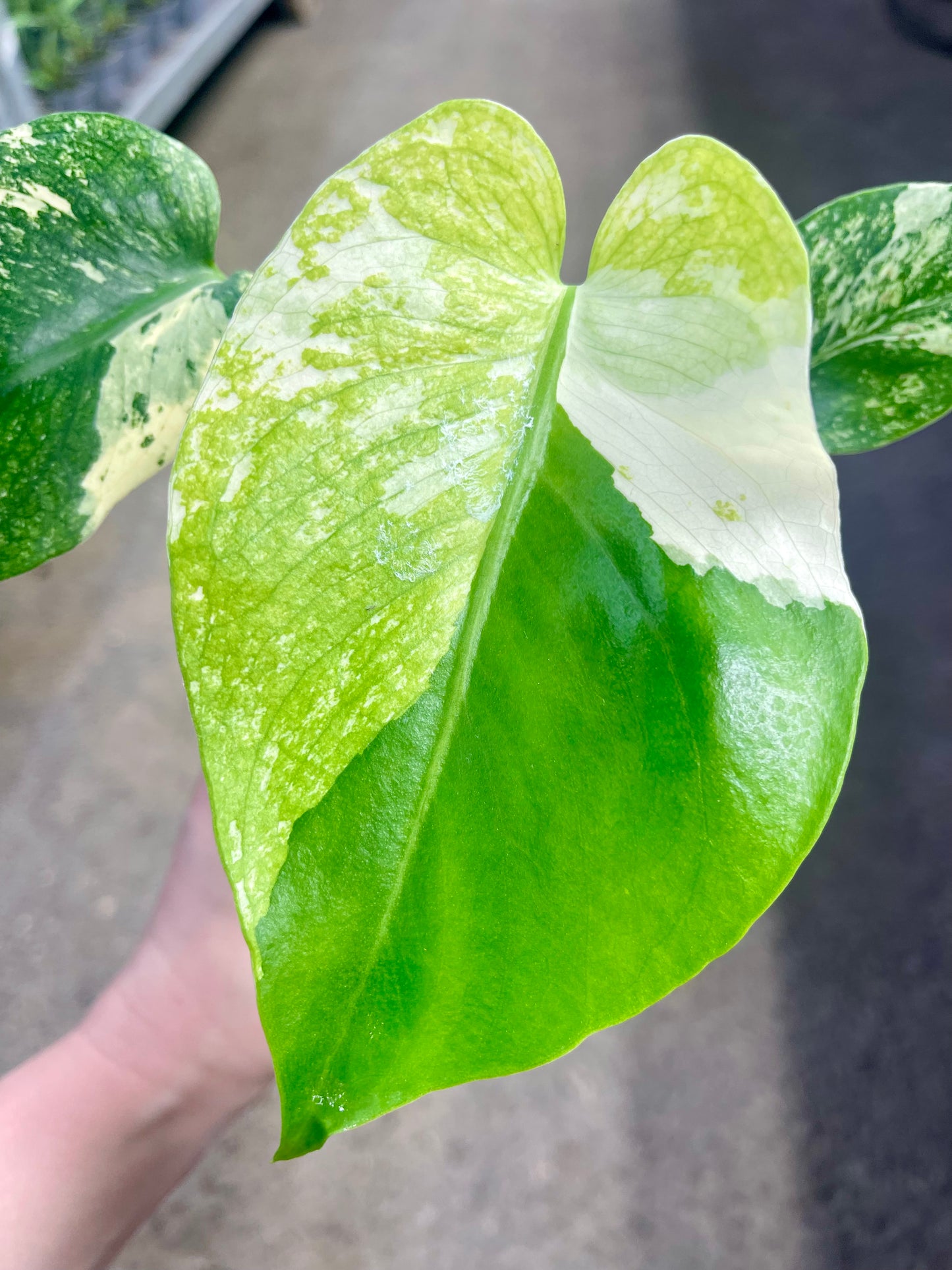 MONS.TERA WHITE MONSTER MUTATION TRICOLOR