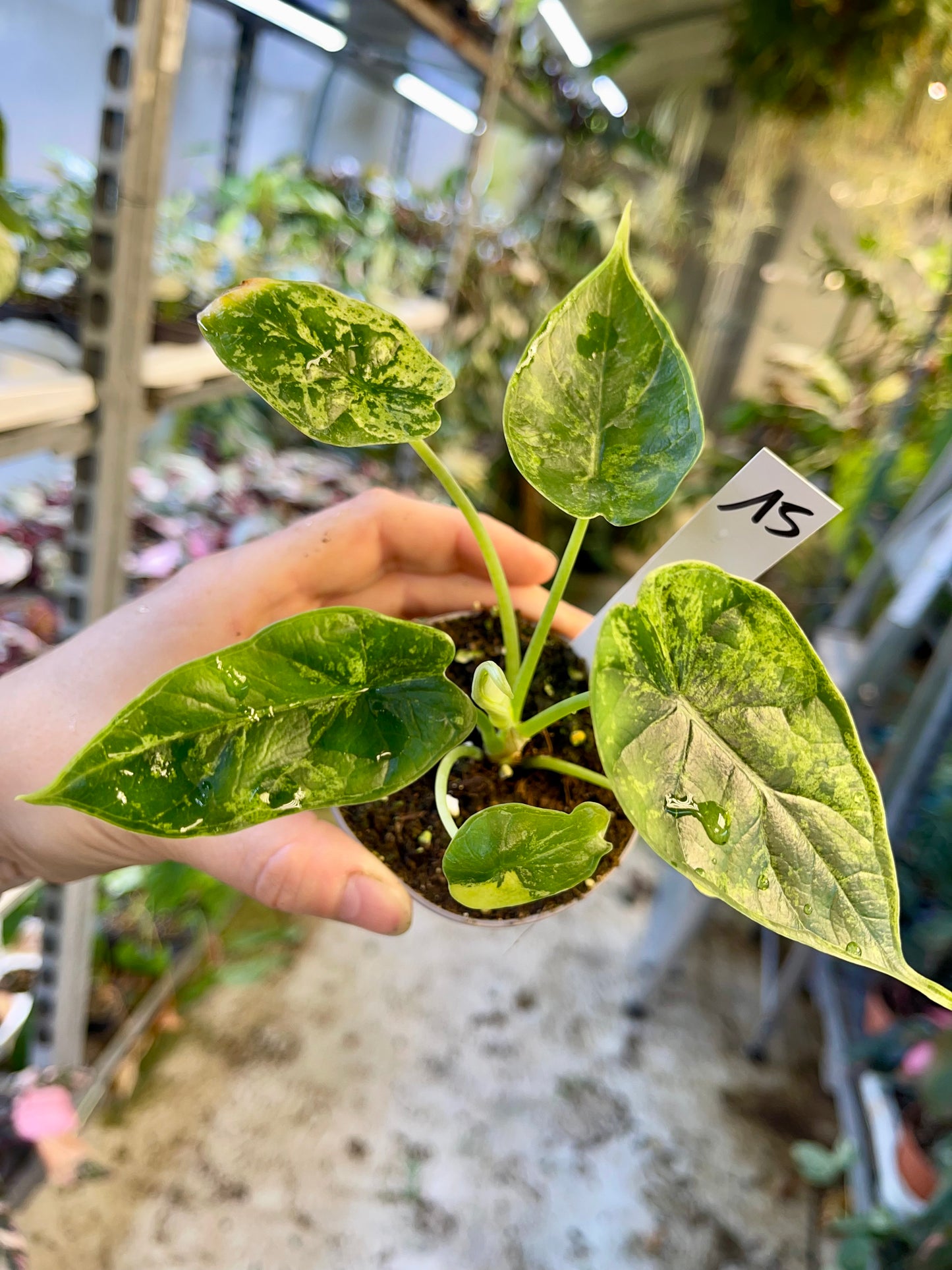 Alocasia dragon scale mint variegata NEW