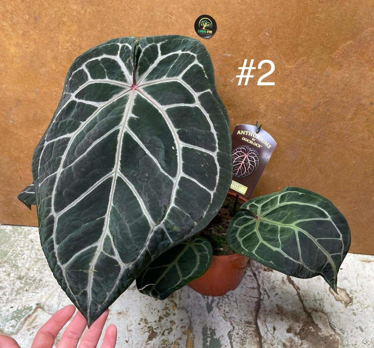 Anthurium Docblock Michelle