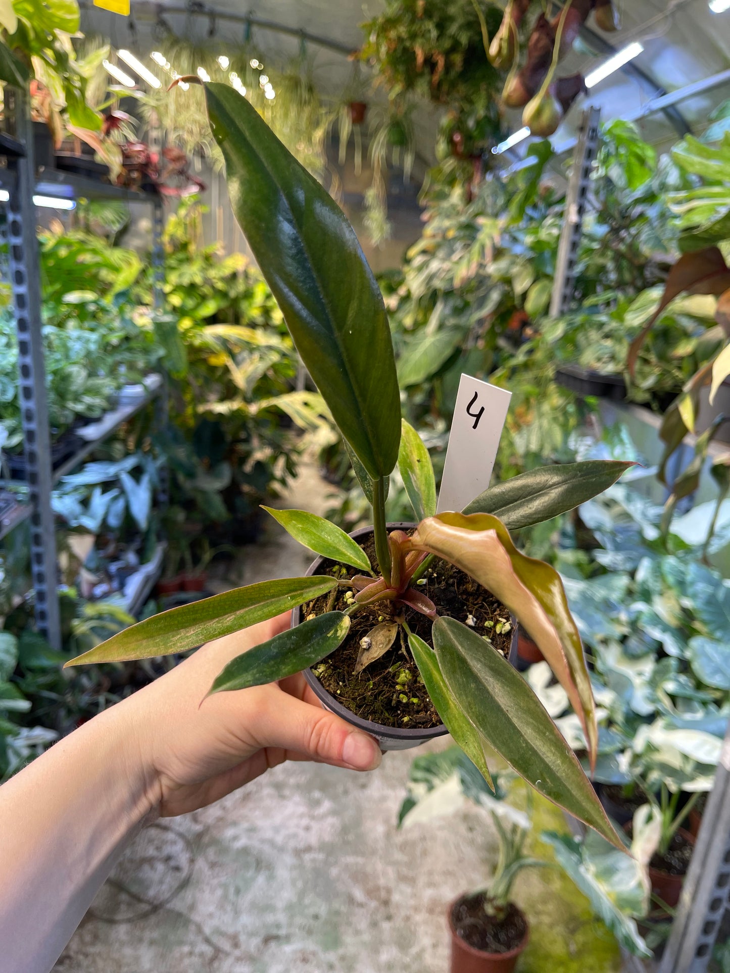 Philodendron caramel marble légère var M