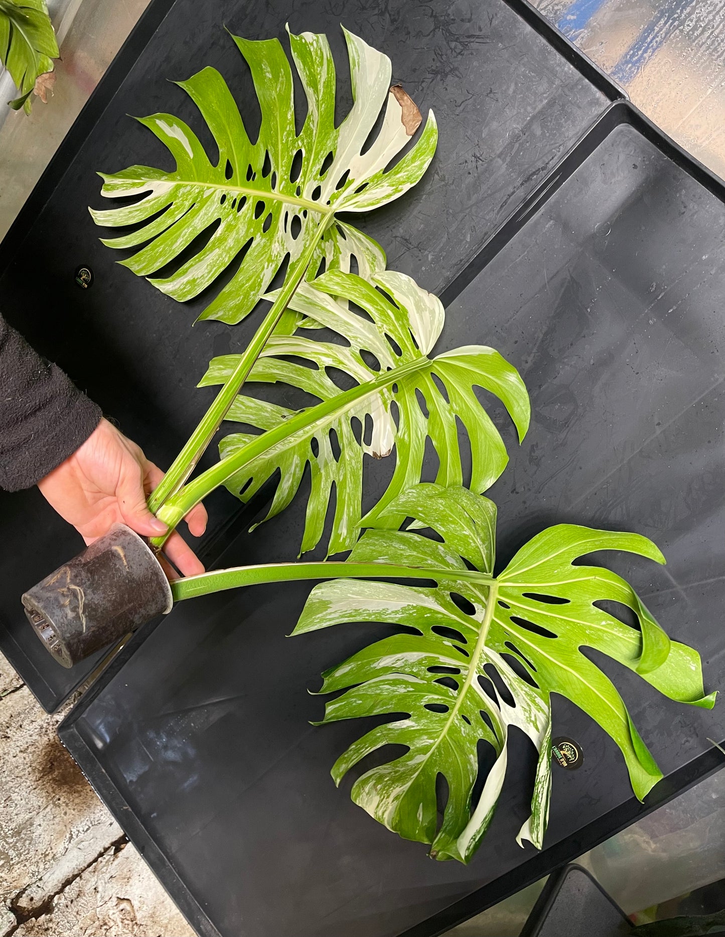 Monstera variegata big form XL