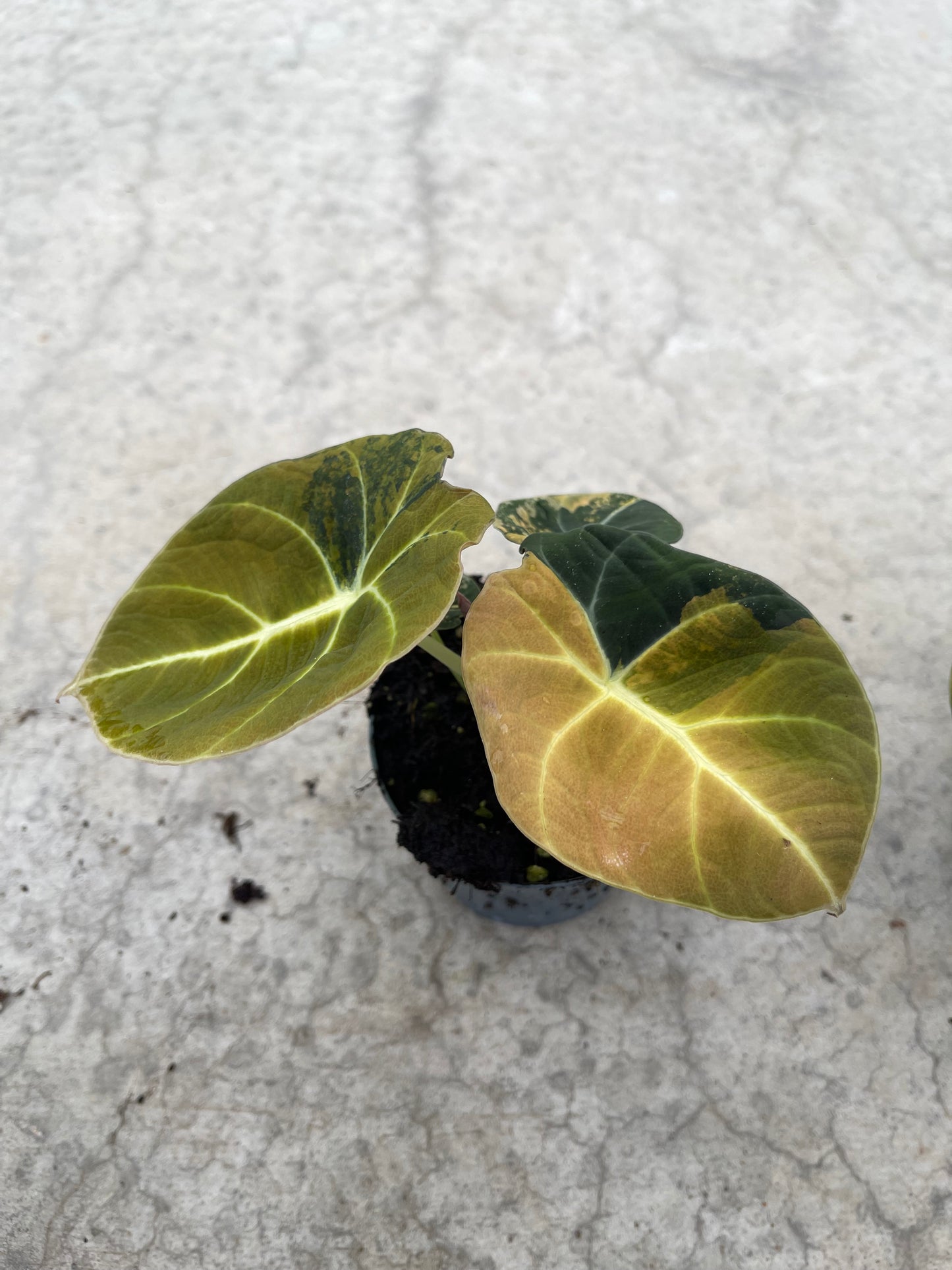 ALOCASIA BLACK VELVET AUREA