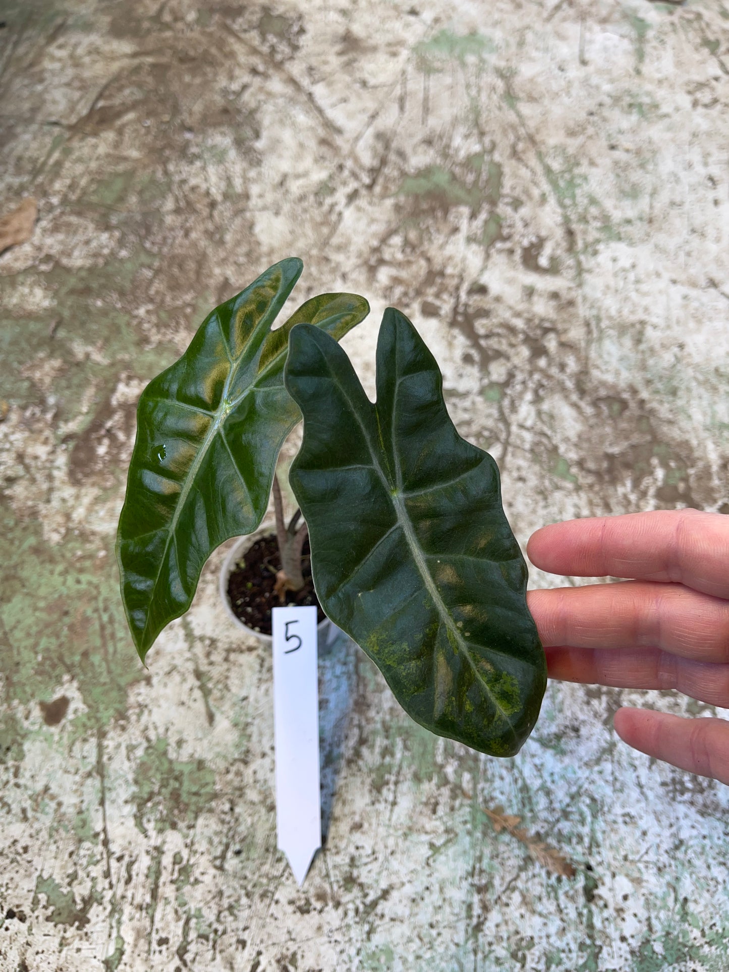Alocasia pseudo sanderiana aurea variegata NEW