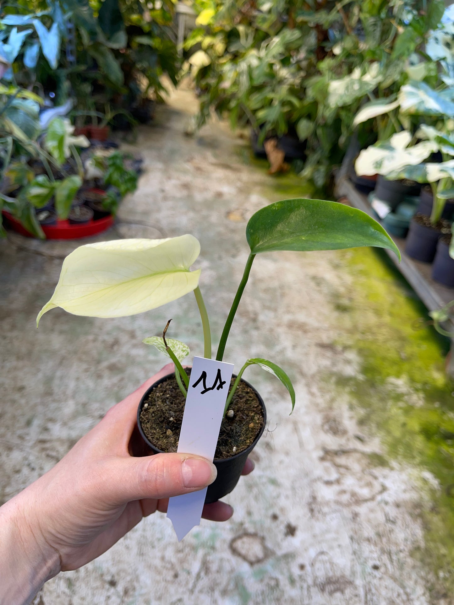 MONSTERA MINT WHITE MONSTER S NEW