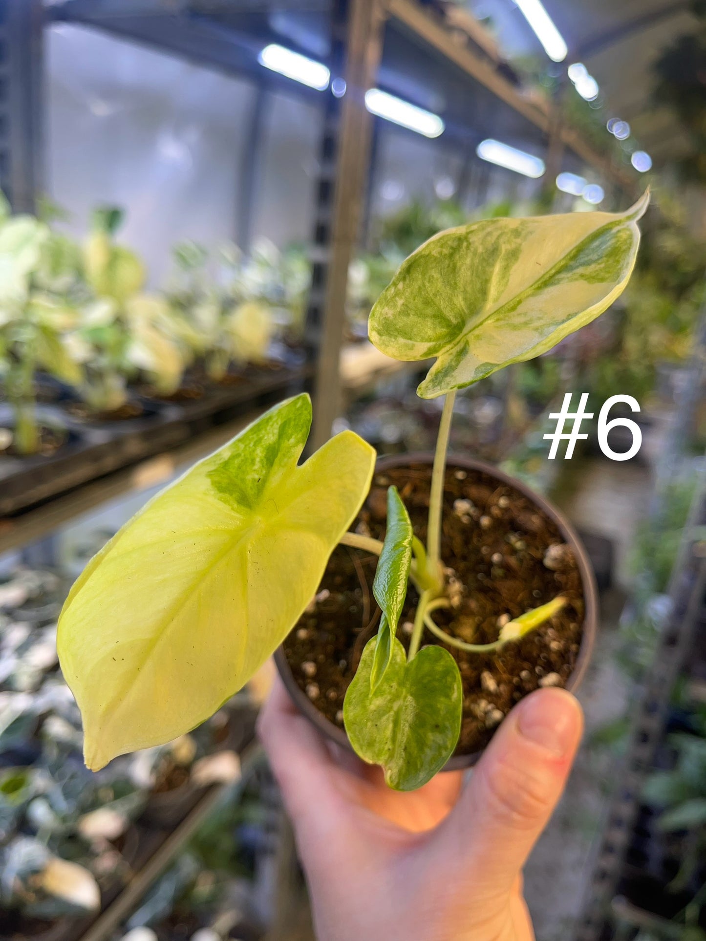 Alocasia shock treatment variegata M NEW