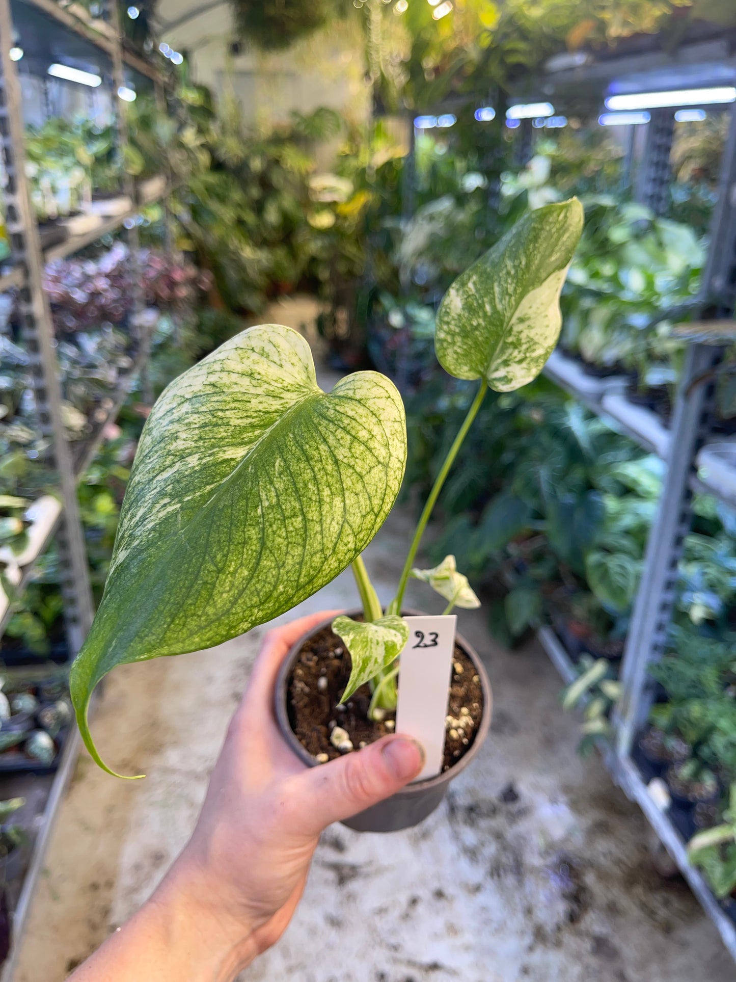 MONSTERA WHITE MONSTER M NEW